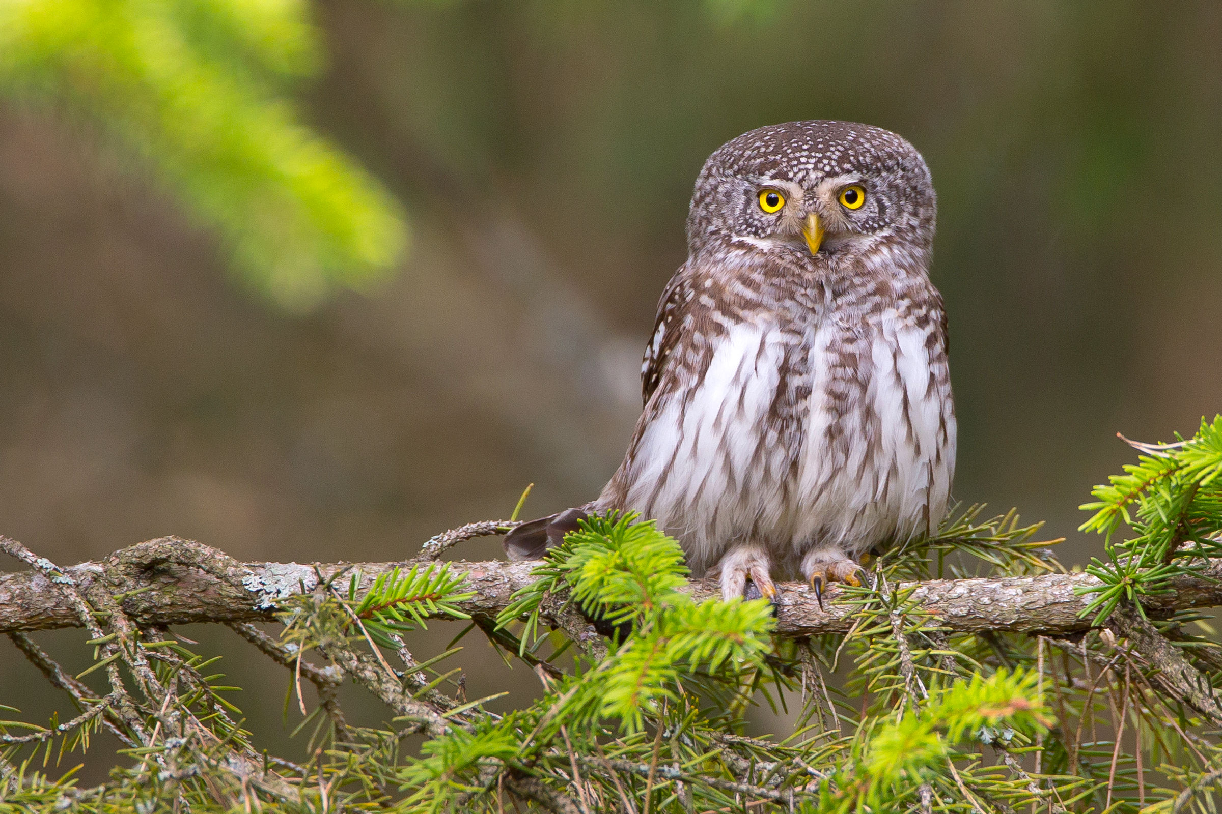 Pygmy Owl