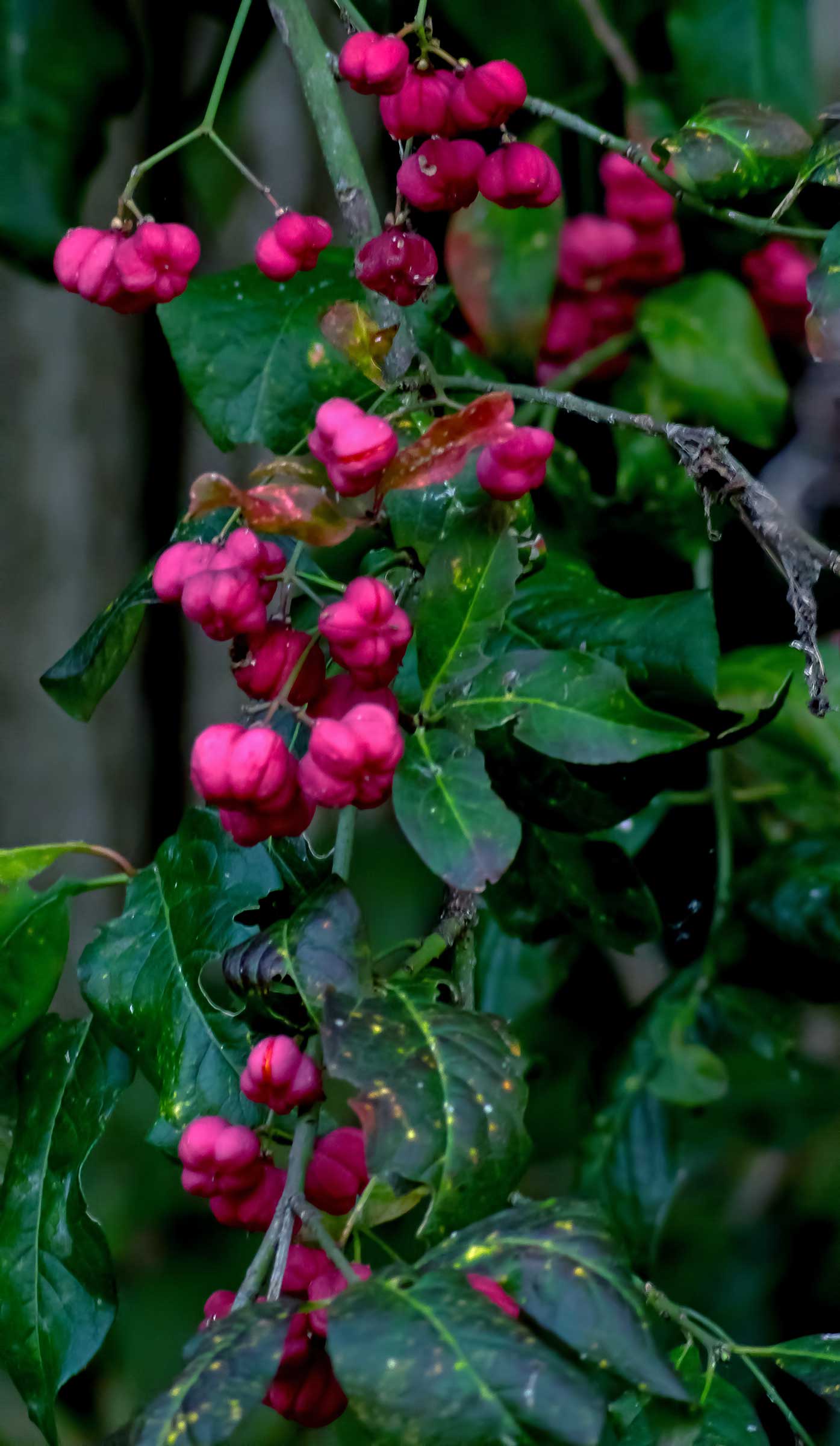 Seafood Euonymus europaeus