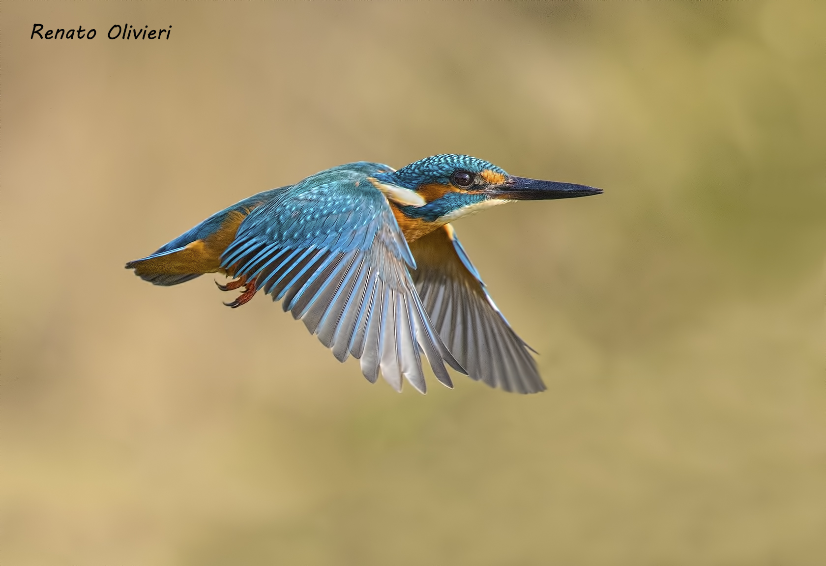 Martino in flight (Alcedo atthis)
