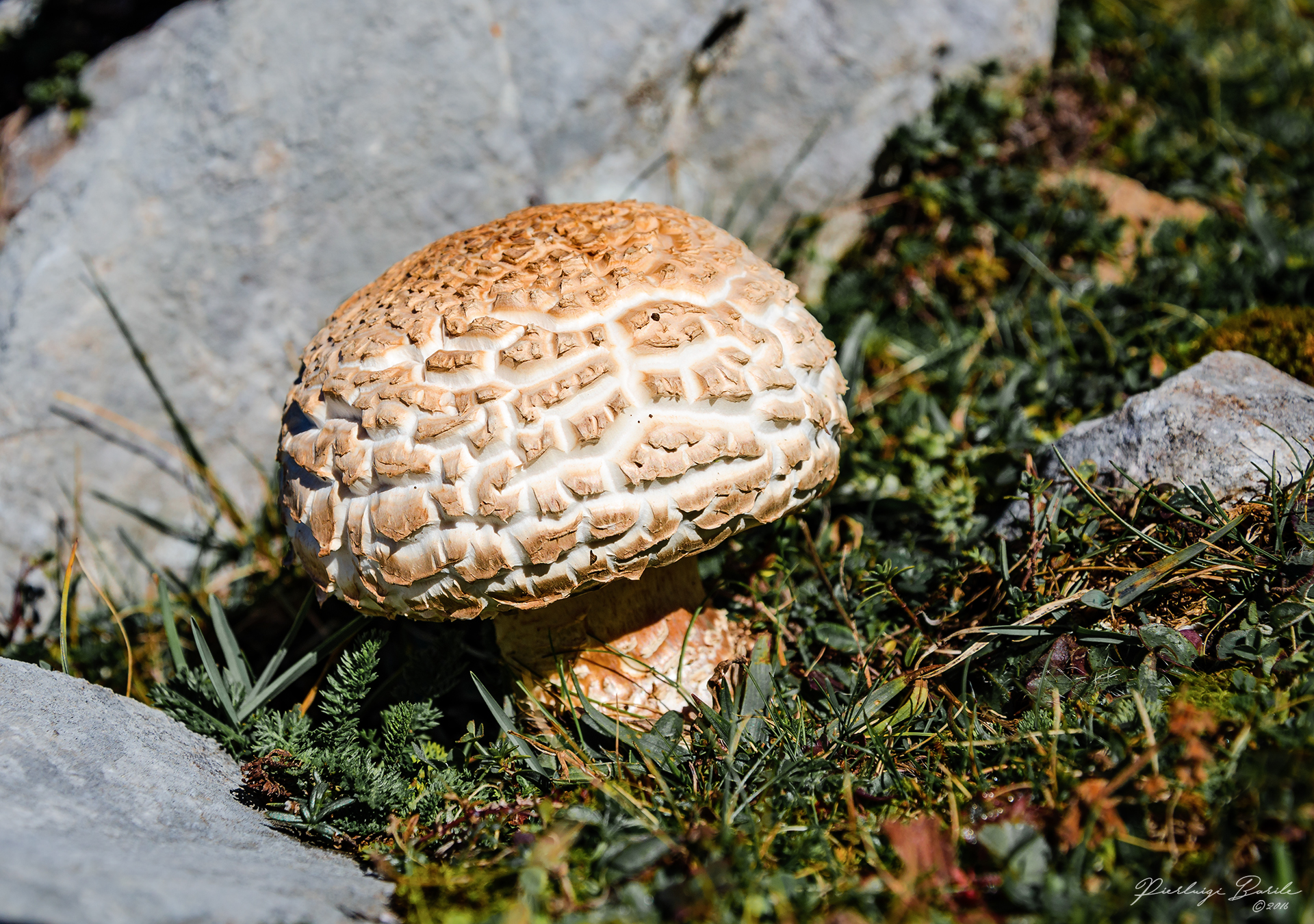 macrolepiota Rachodes