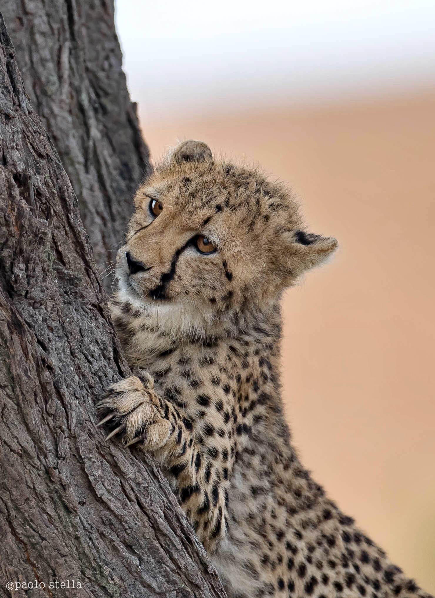 small cheetah on the trunk