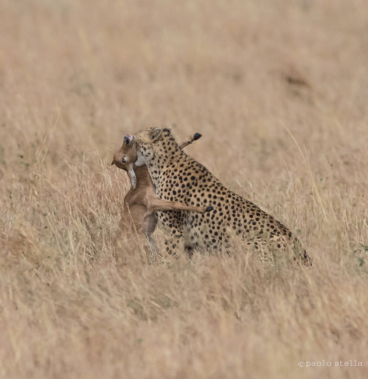 in volo per la vita-2