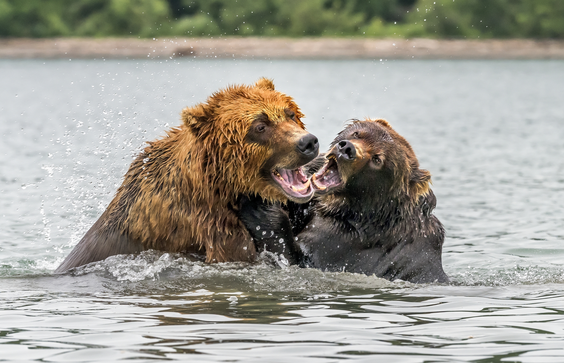 Kamchatka 2016 - Giochi