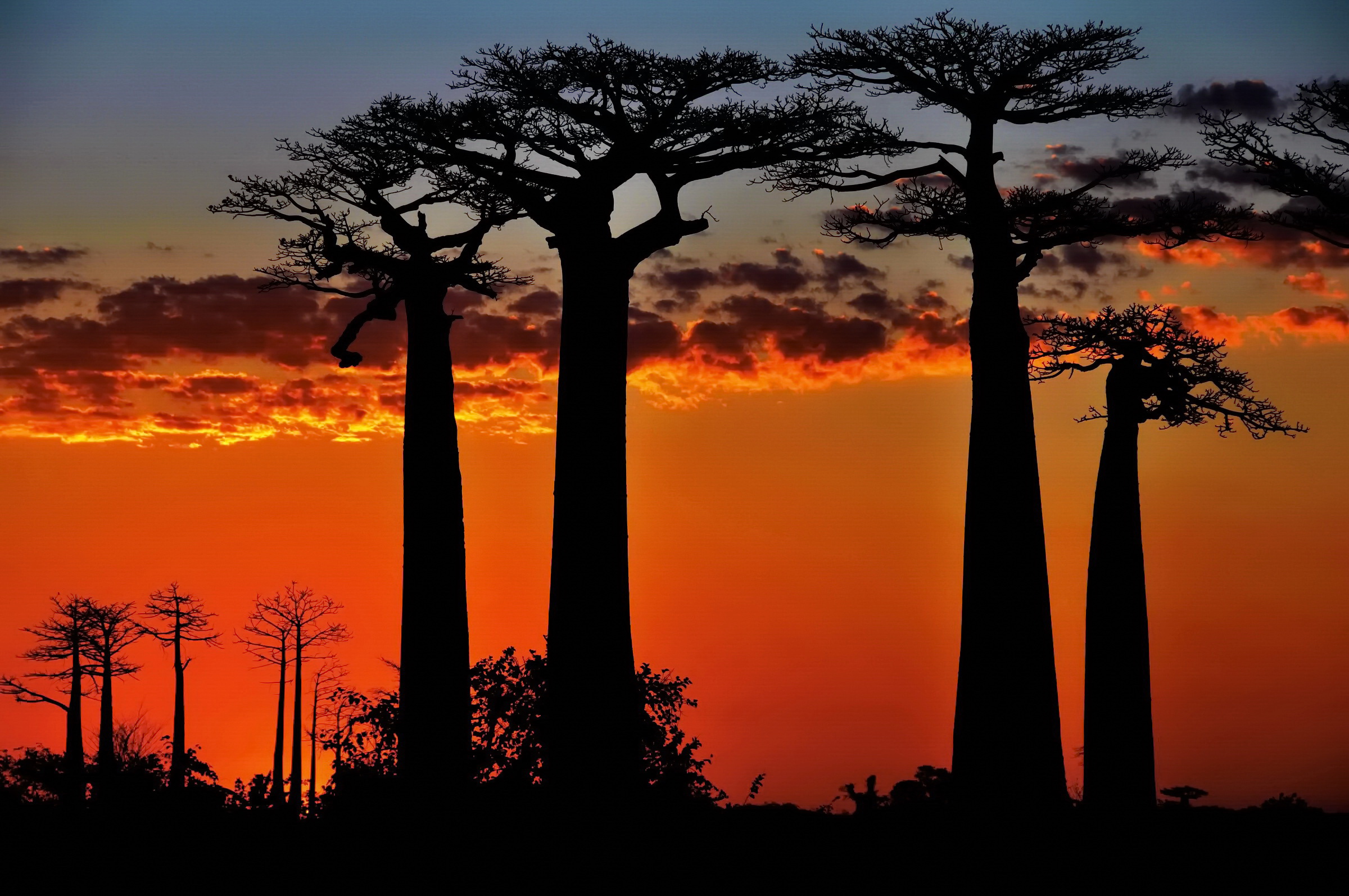 Last lights of the baobab