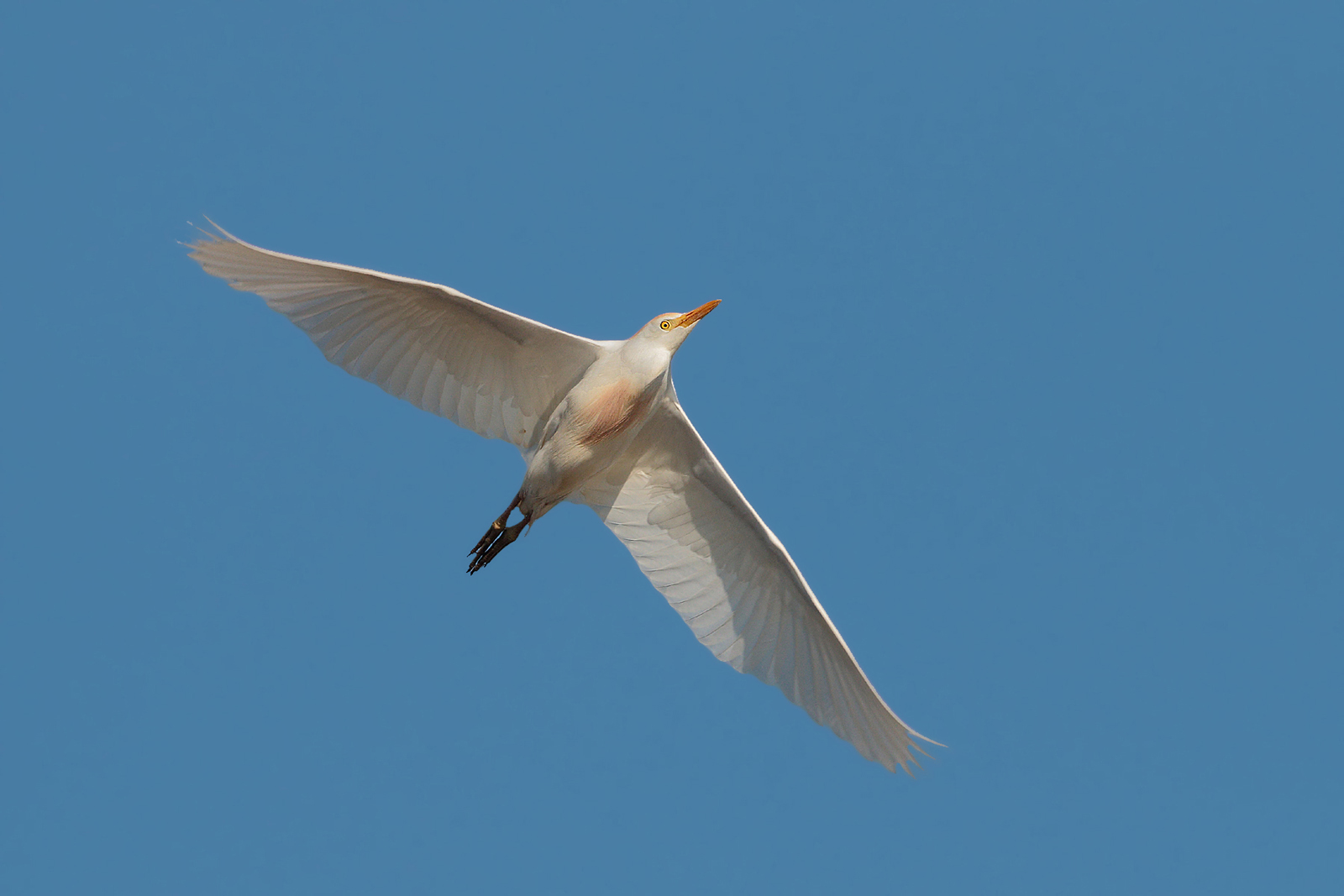 Airone guardabuoi volante