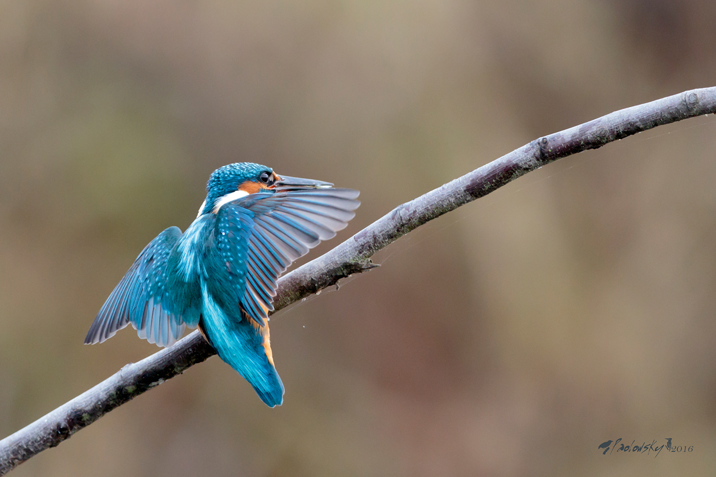 Martino in atterraggio