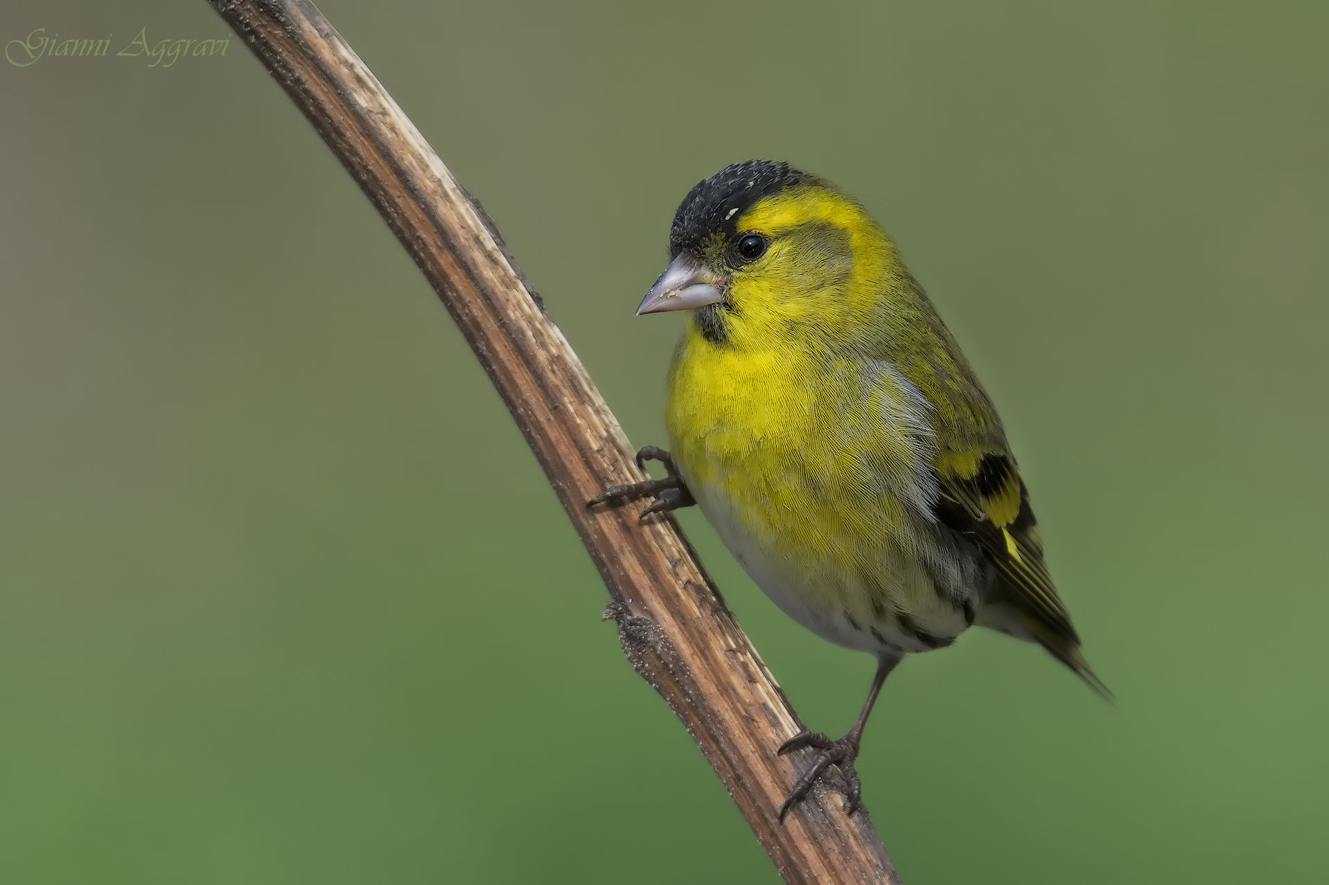 tests of PP with PS. Photos of last year, sol vision