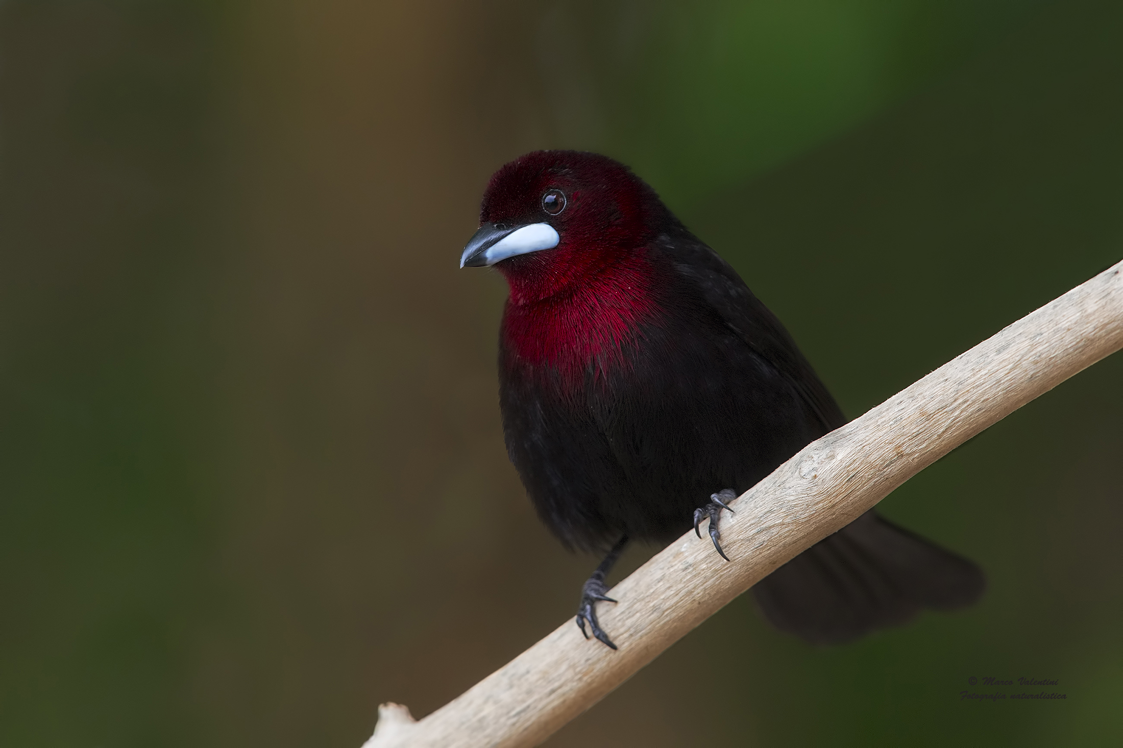 A surprise of red velvet