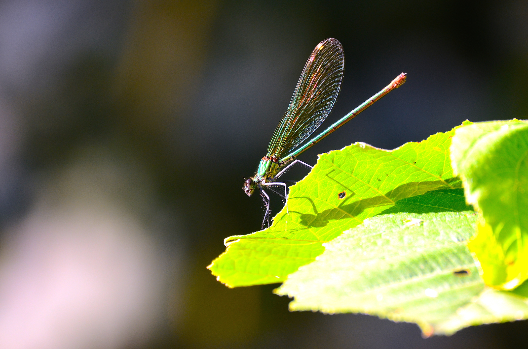 Libellula Splendente comune ( Calopterix splendens )