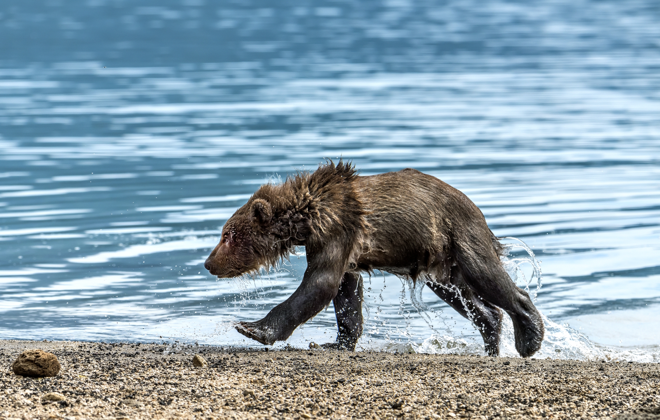 Kamchatka 2016 - Di corsa fuori dell'acqua