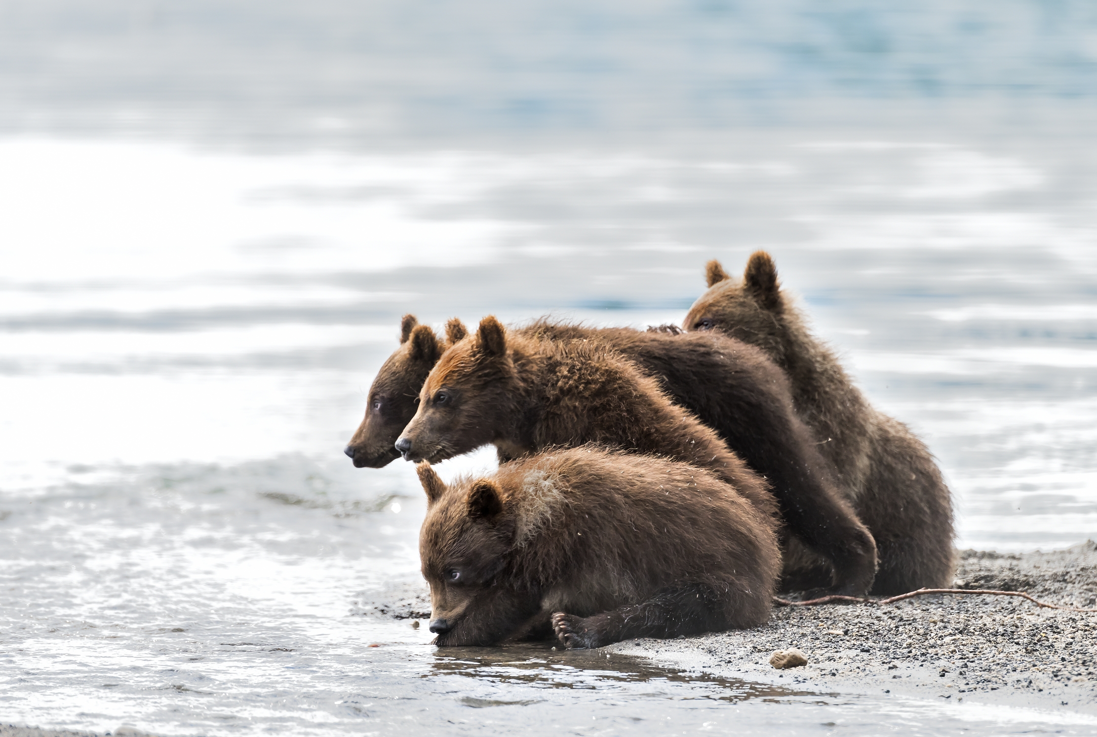 Kamchatka 2016 - Aspettando la mamma a pesca