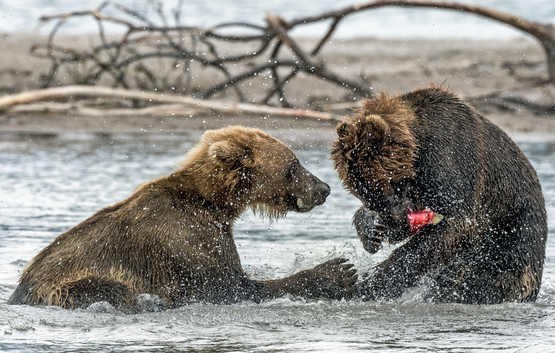 Kamchatka 2016 - Dispute