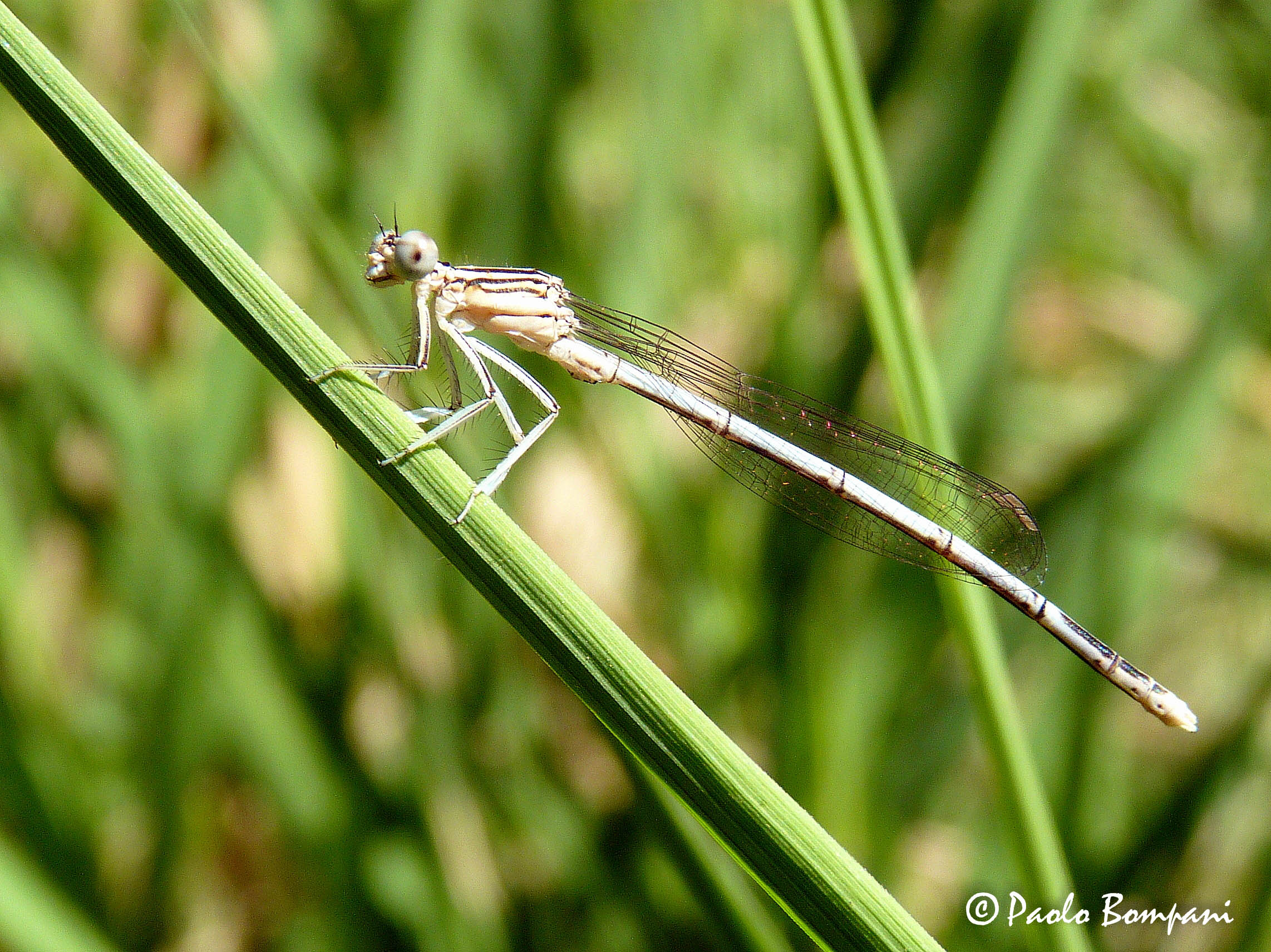 Damsel (Platycnemis pennipes)