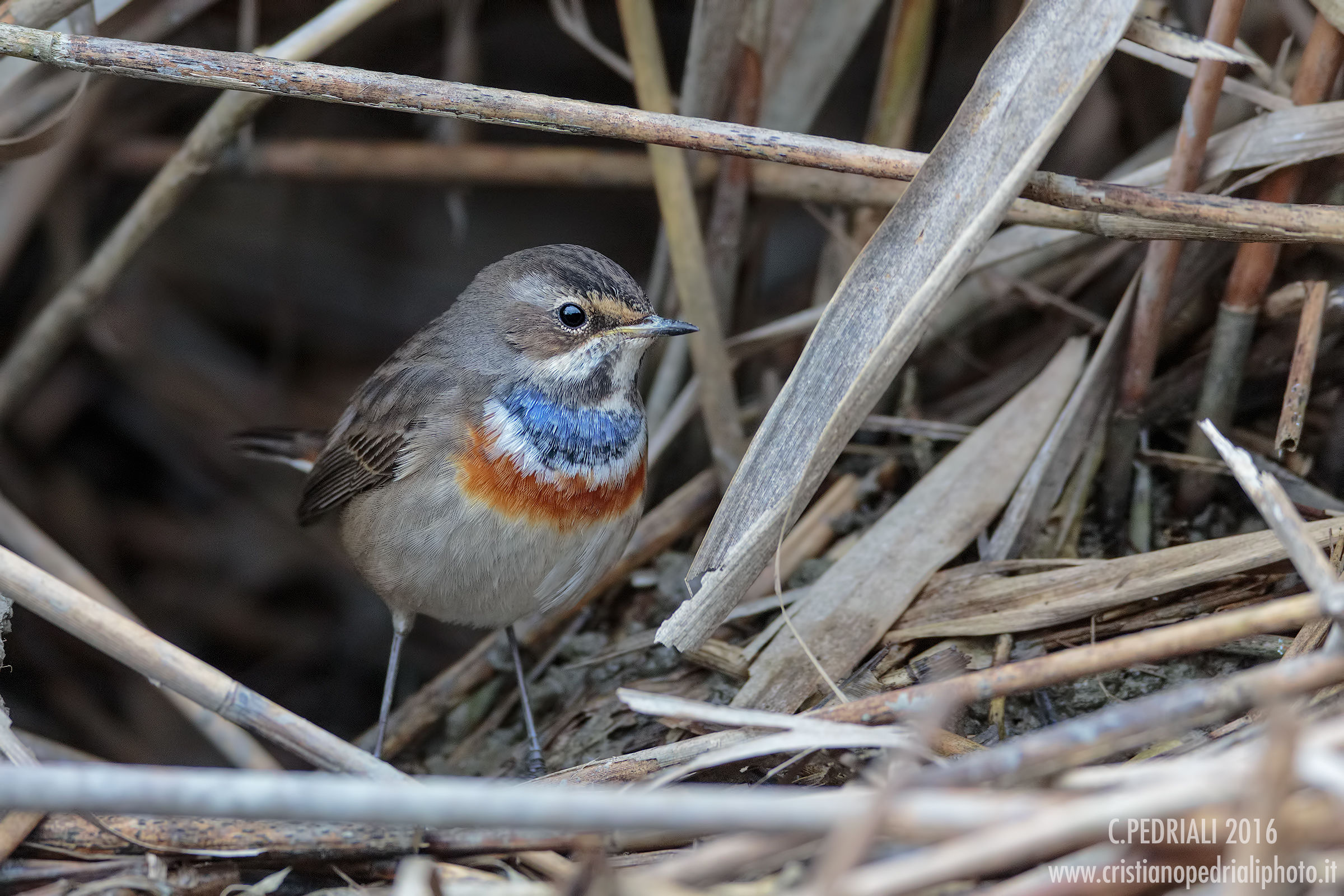 Bluethroat set ...