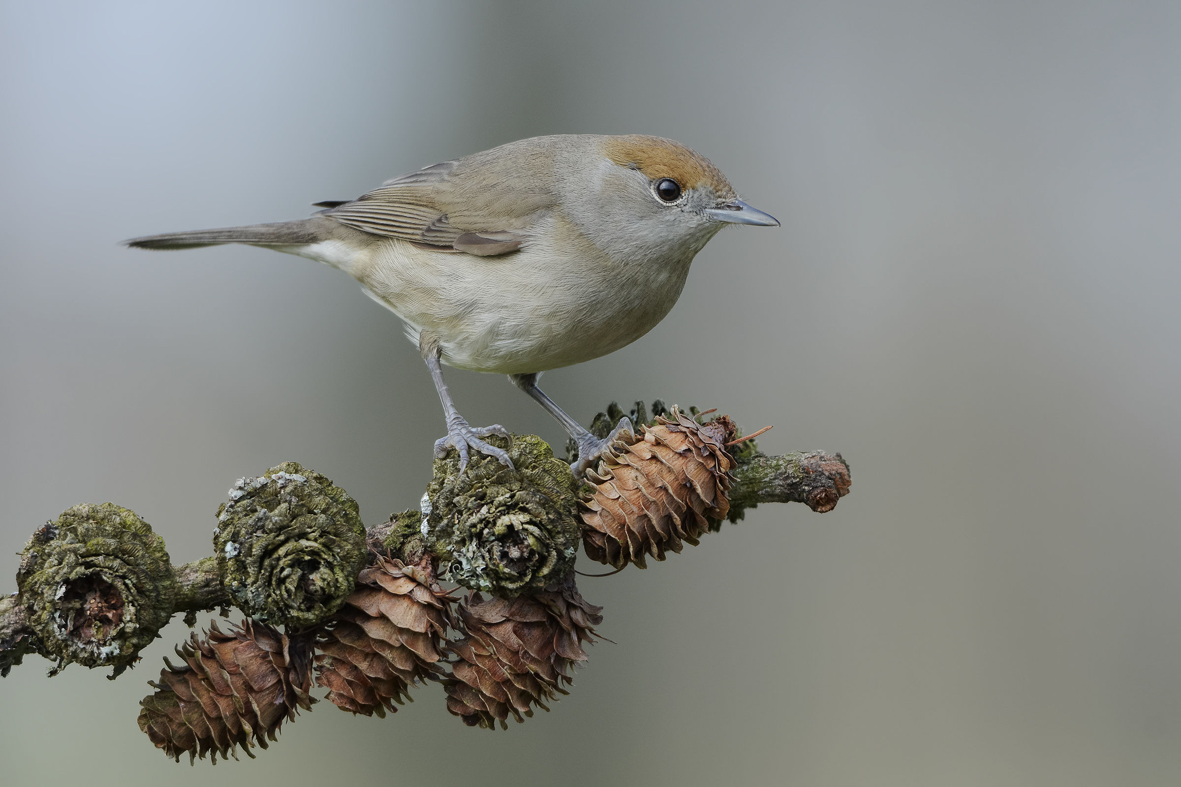 capinera femmina (Sylvia atricapilla)