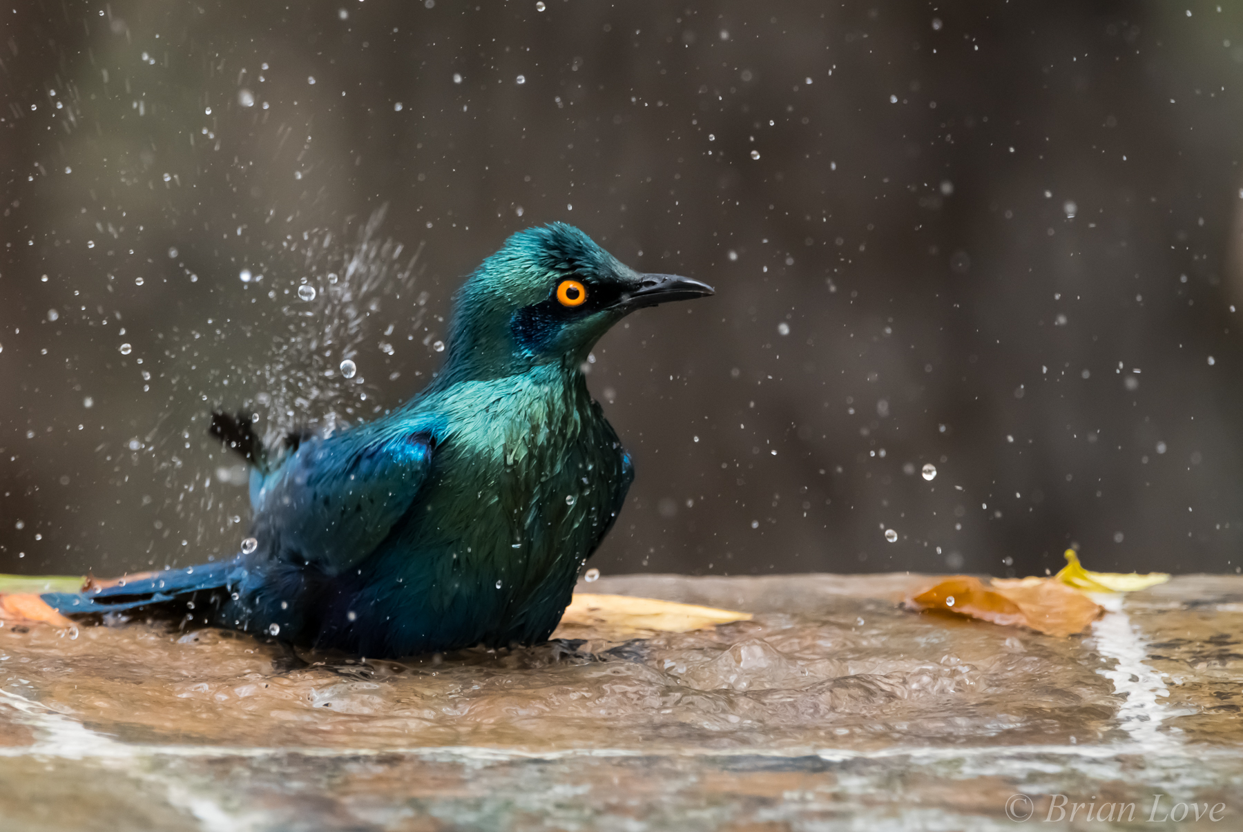 Bird Bath