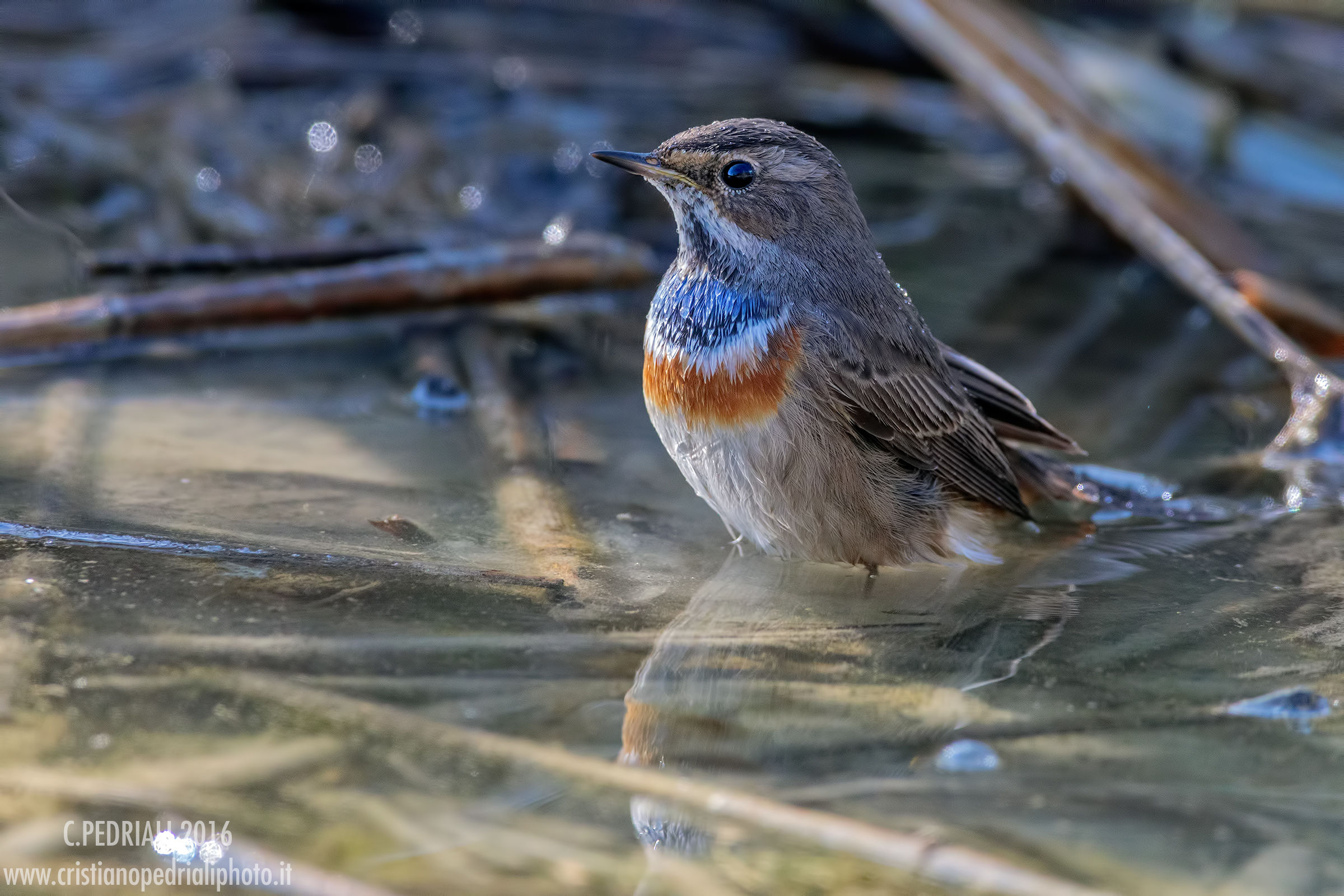 Bluethroat soaked ..