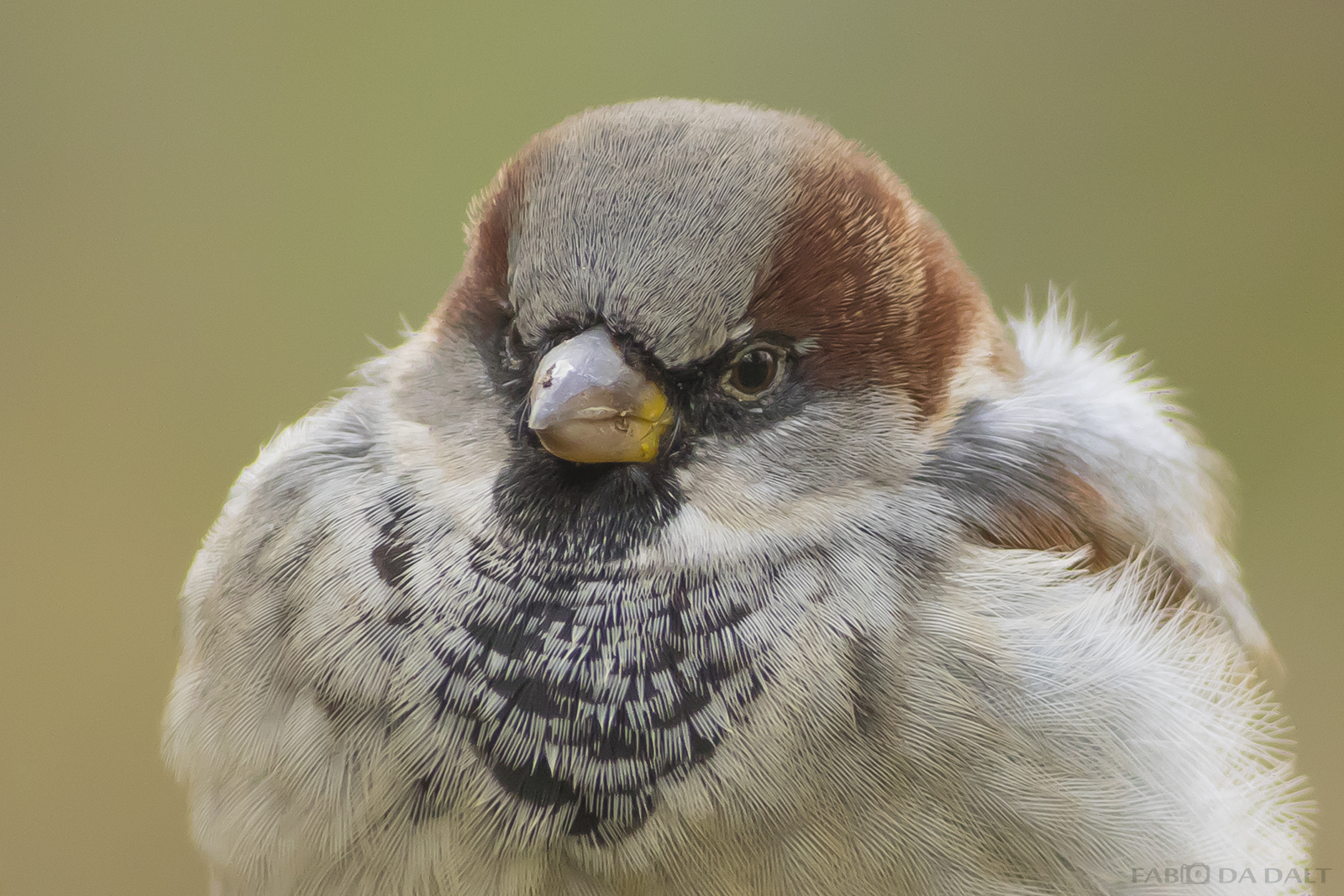 portrait Sparrow Home
