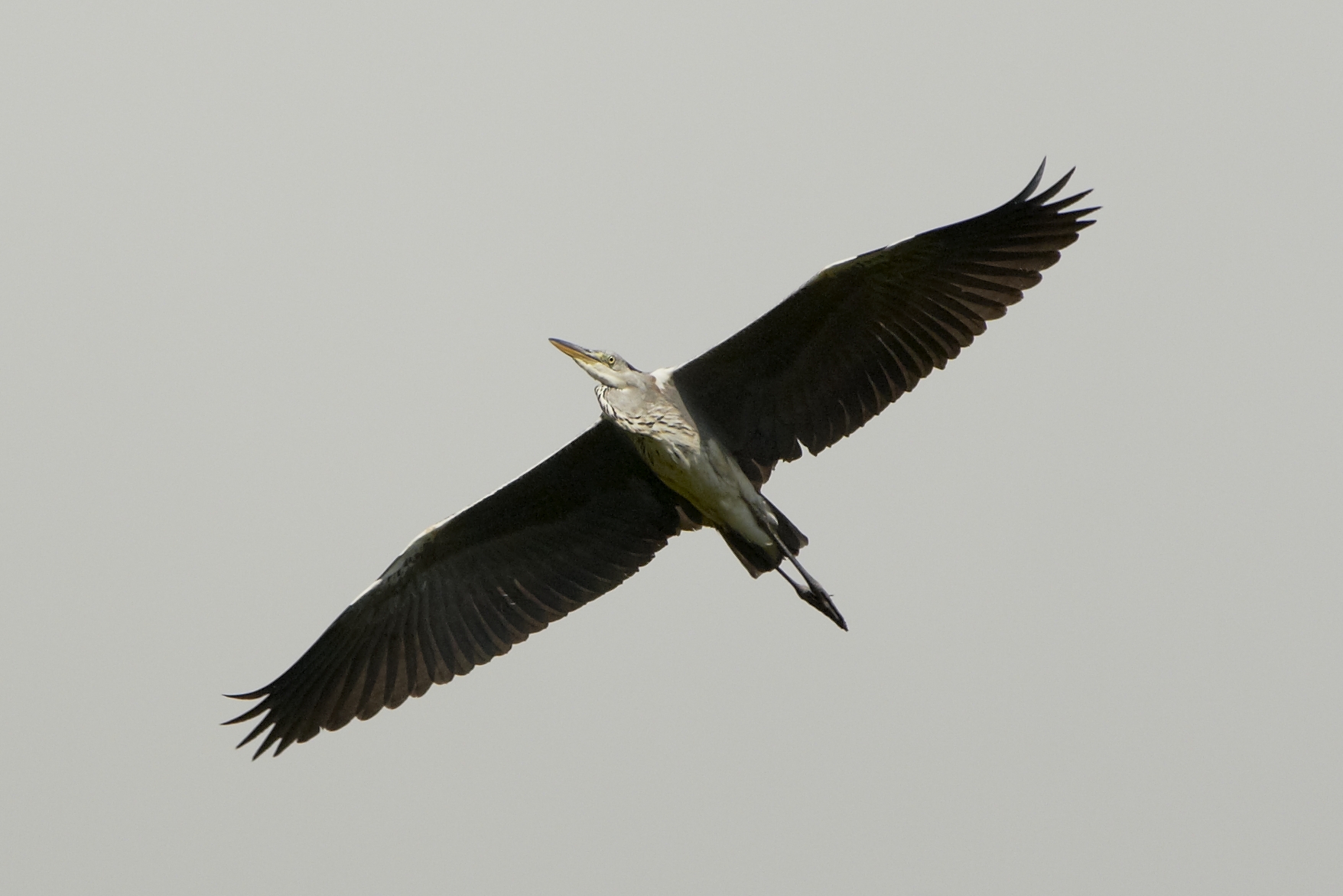 Grey Heron