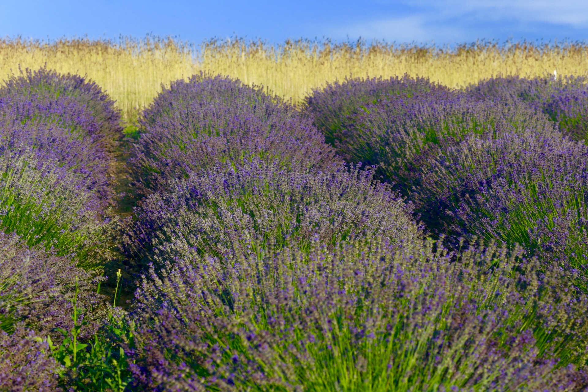 The Italian provence