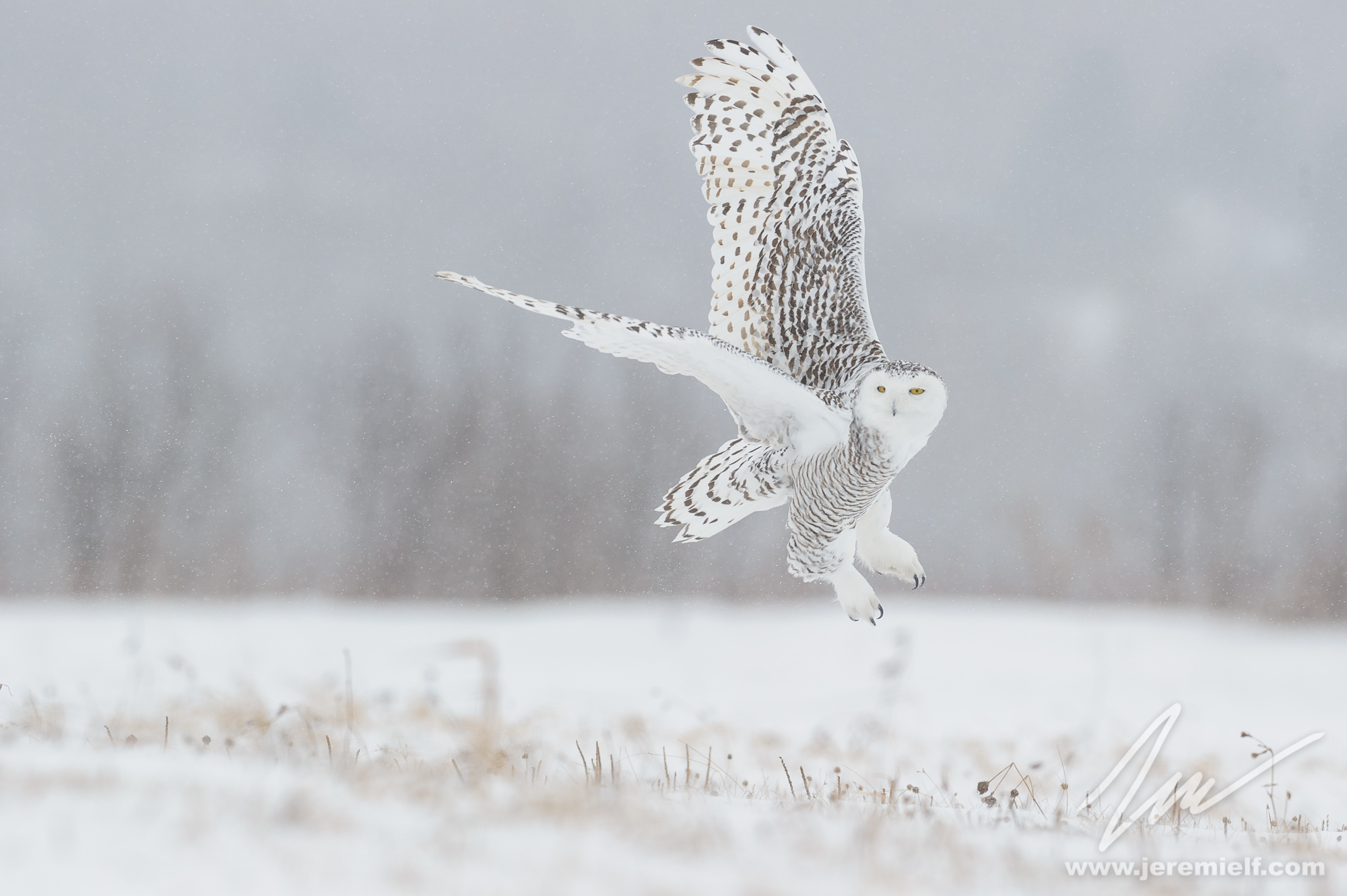 Taking off in the snowstorm
