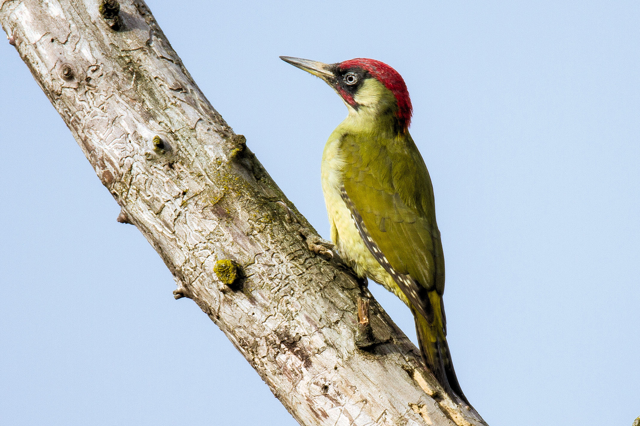 green woodpecker