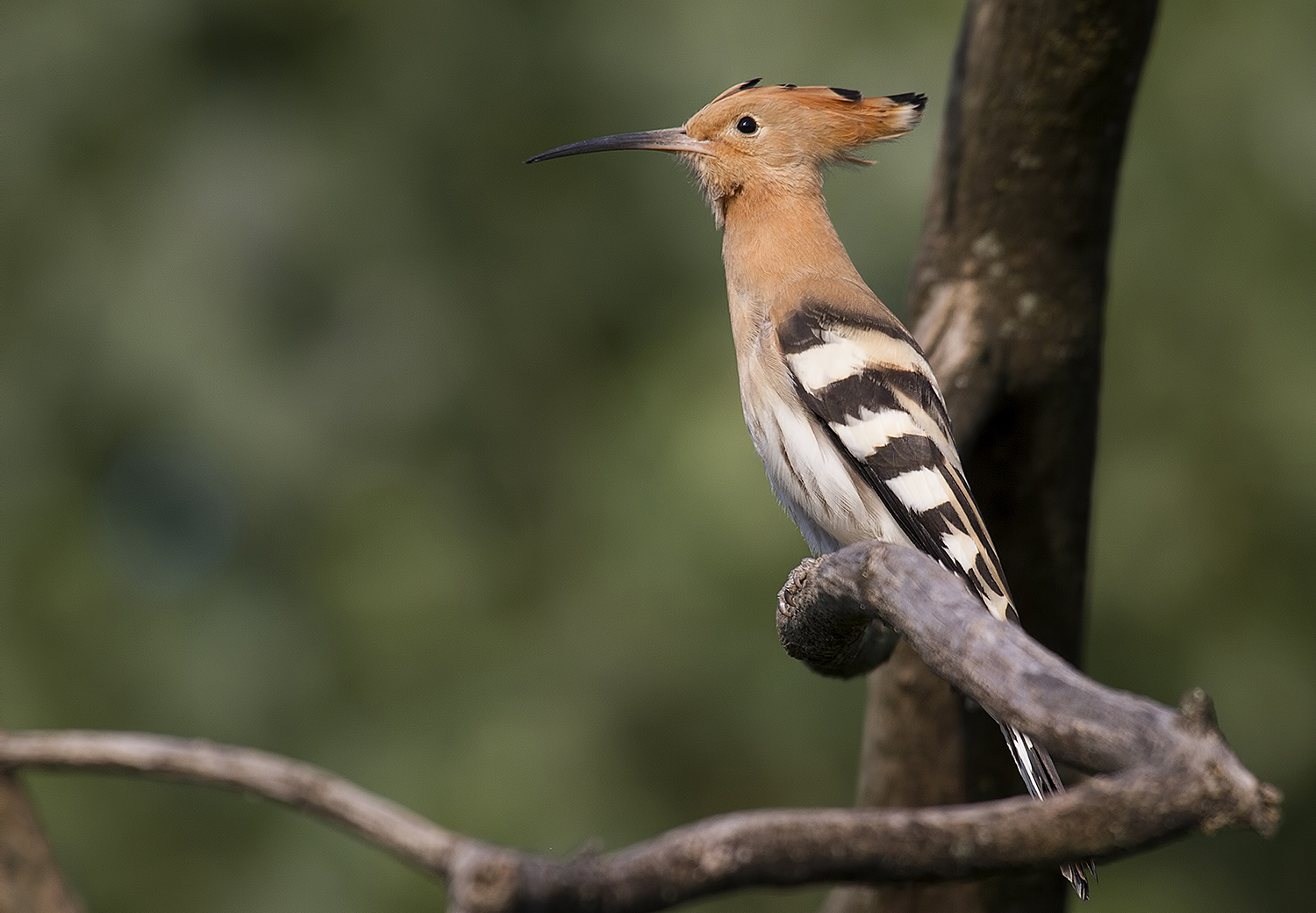 Hoopoe