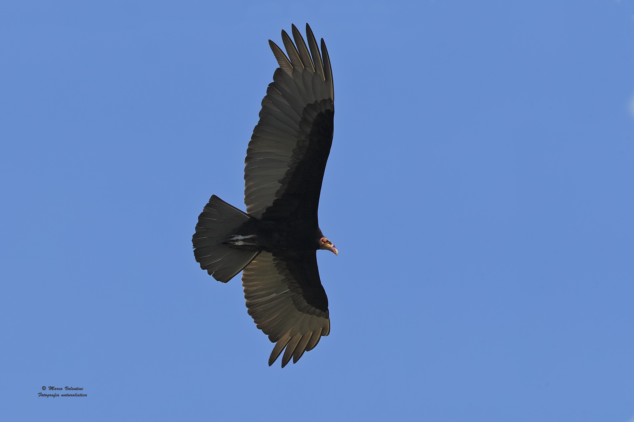 Yellow-headed Vulture