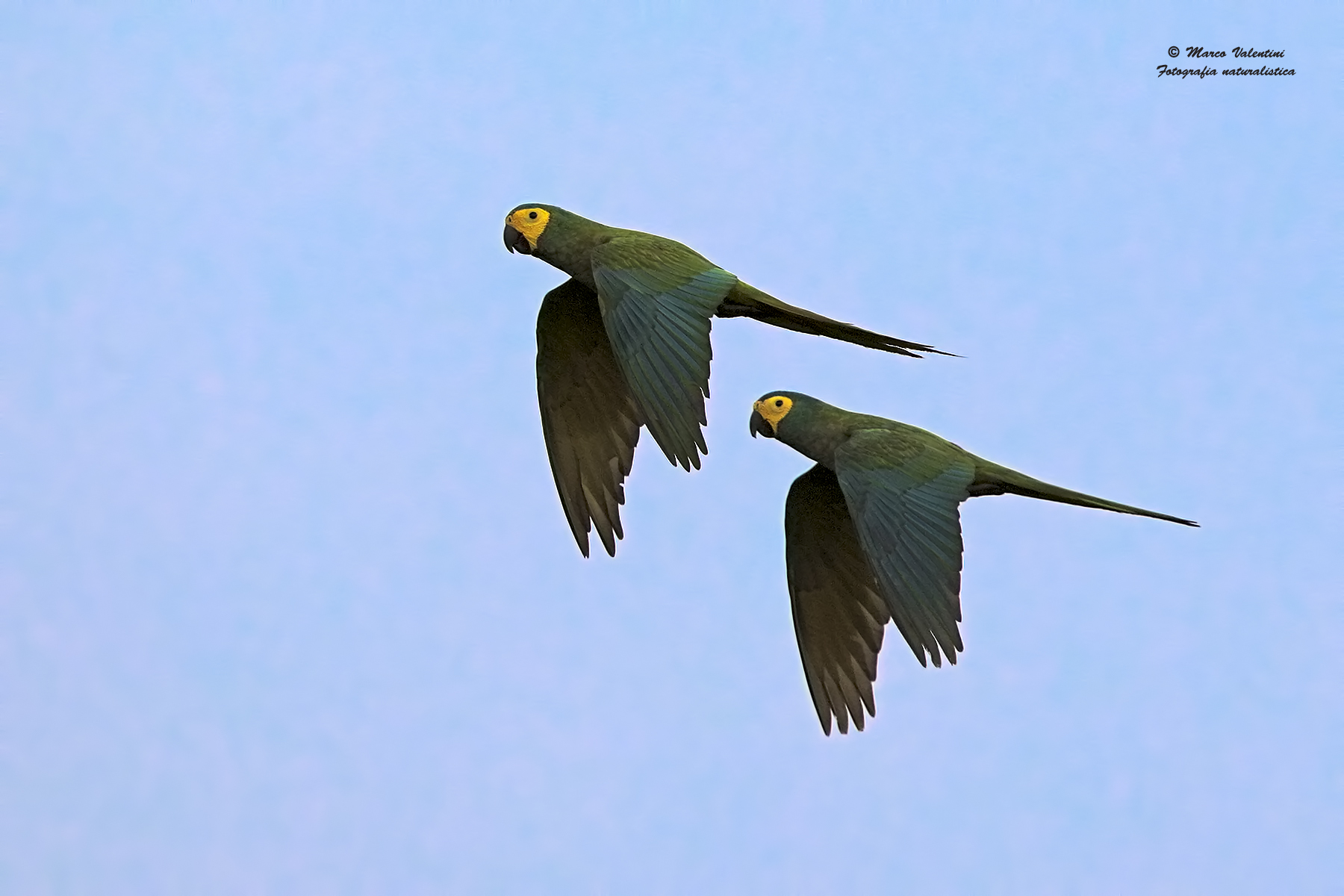 Ara manilata in flight