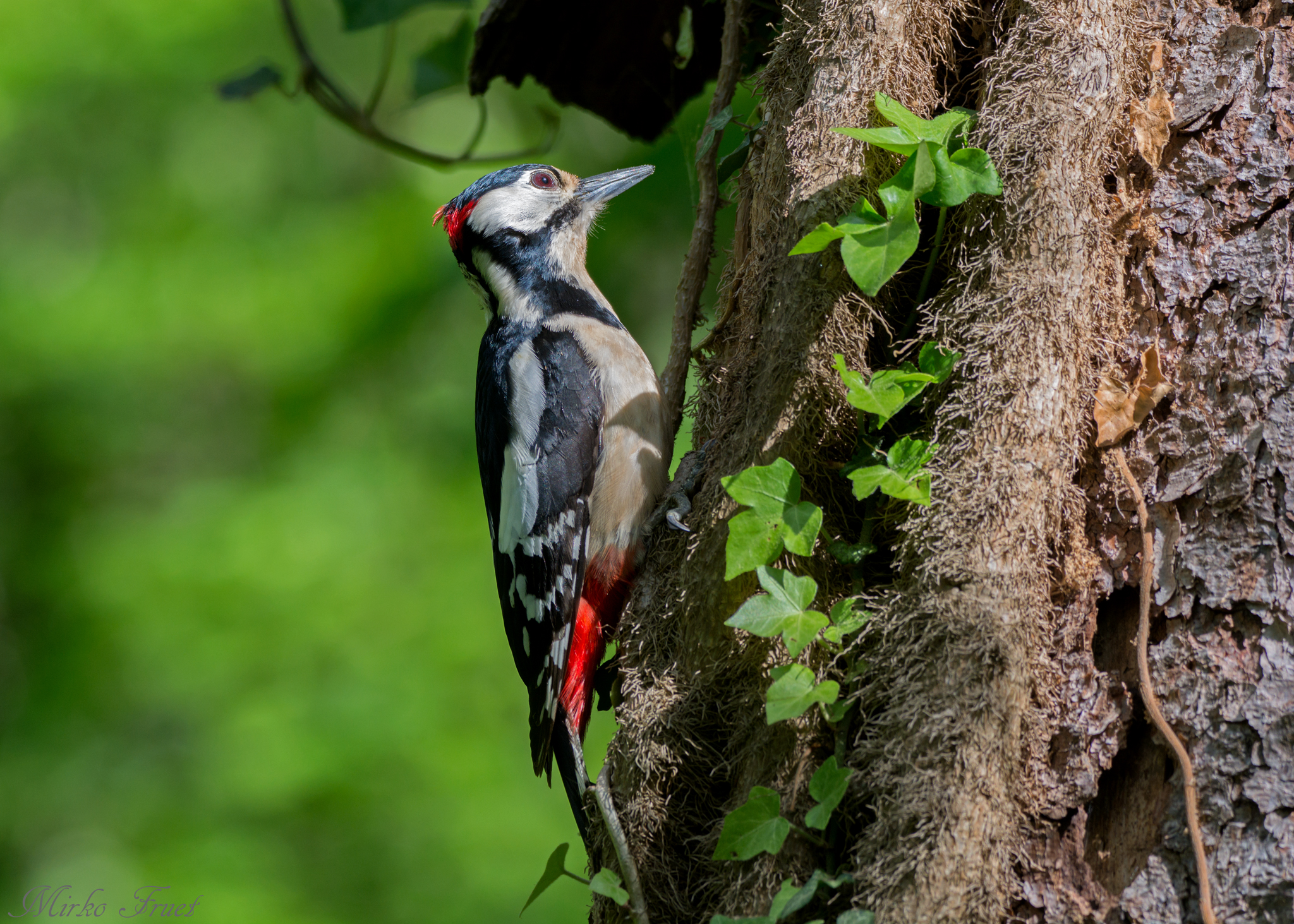 Picchio rosso maggiore maschio