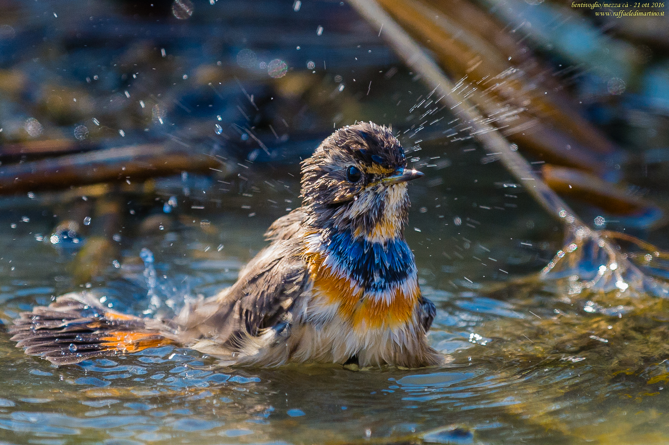 bluethroat to the bathroom