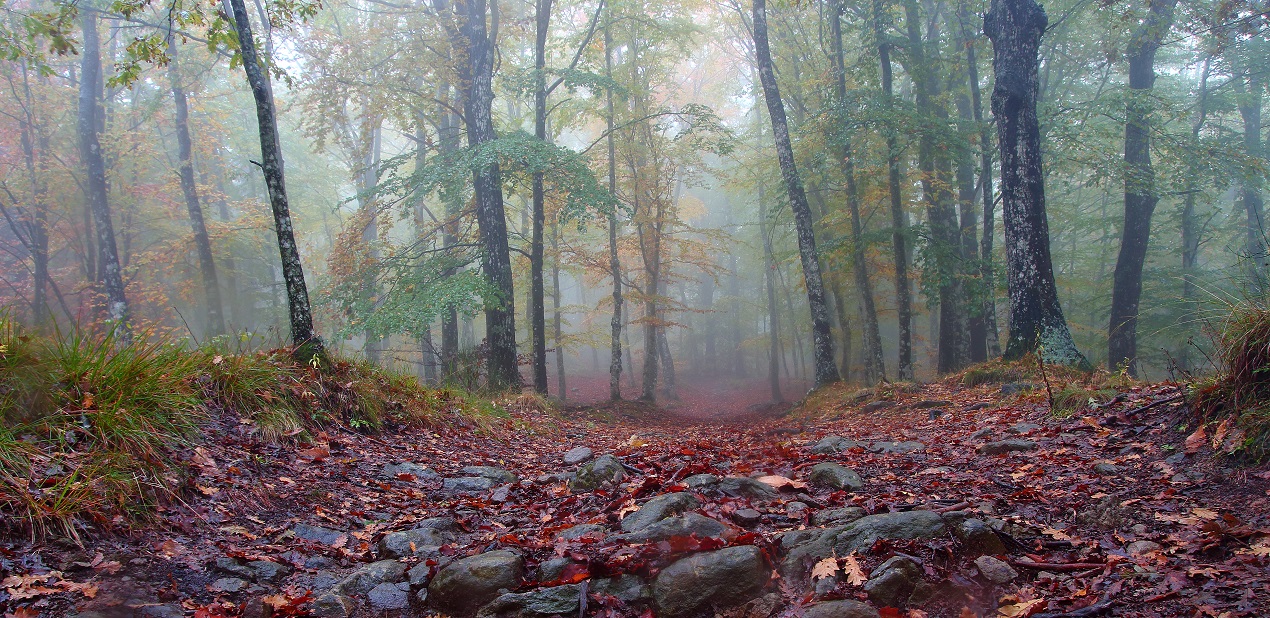 The path in the woods