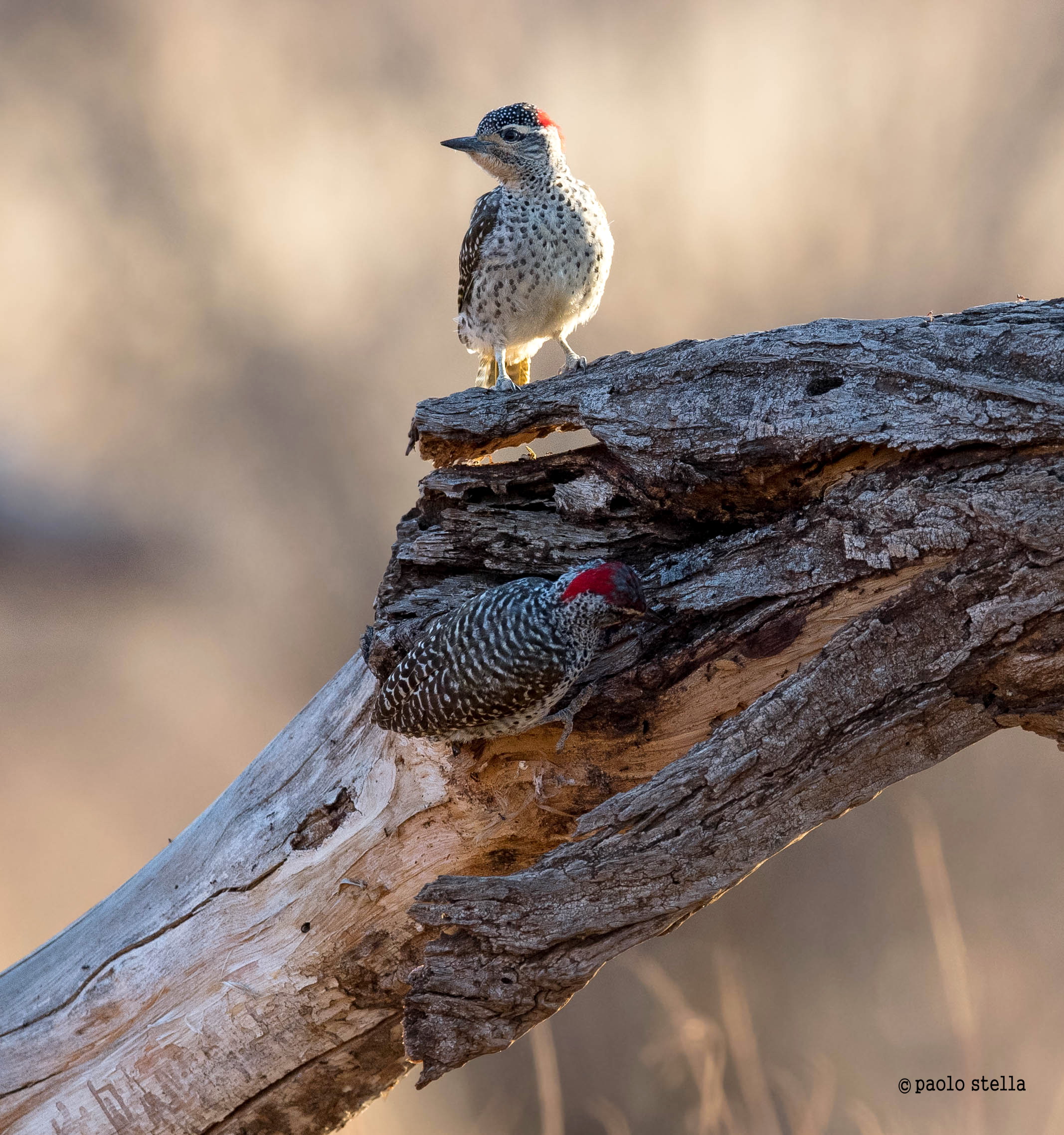 cardinal woodpecker (Dendropicos fuscescens)