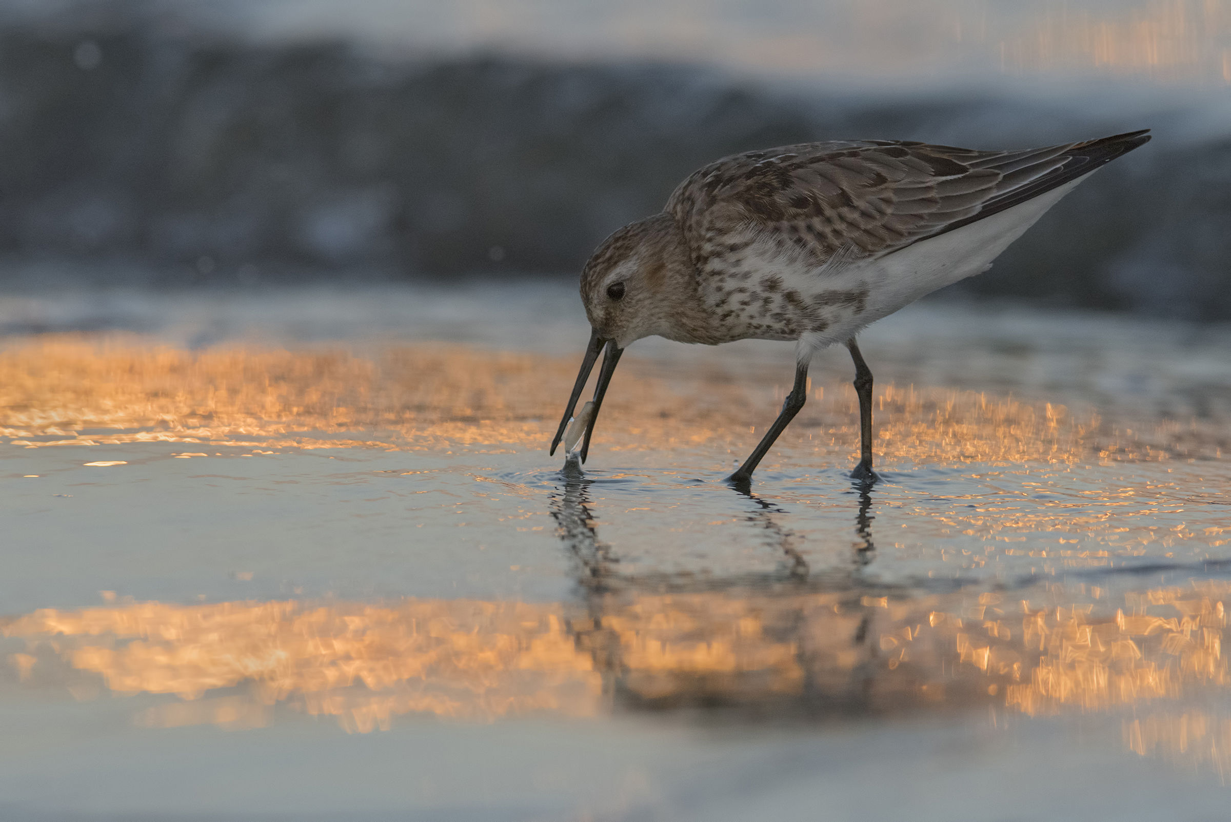 piovanello pancianera