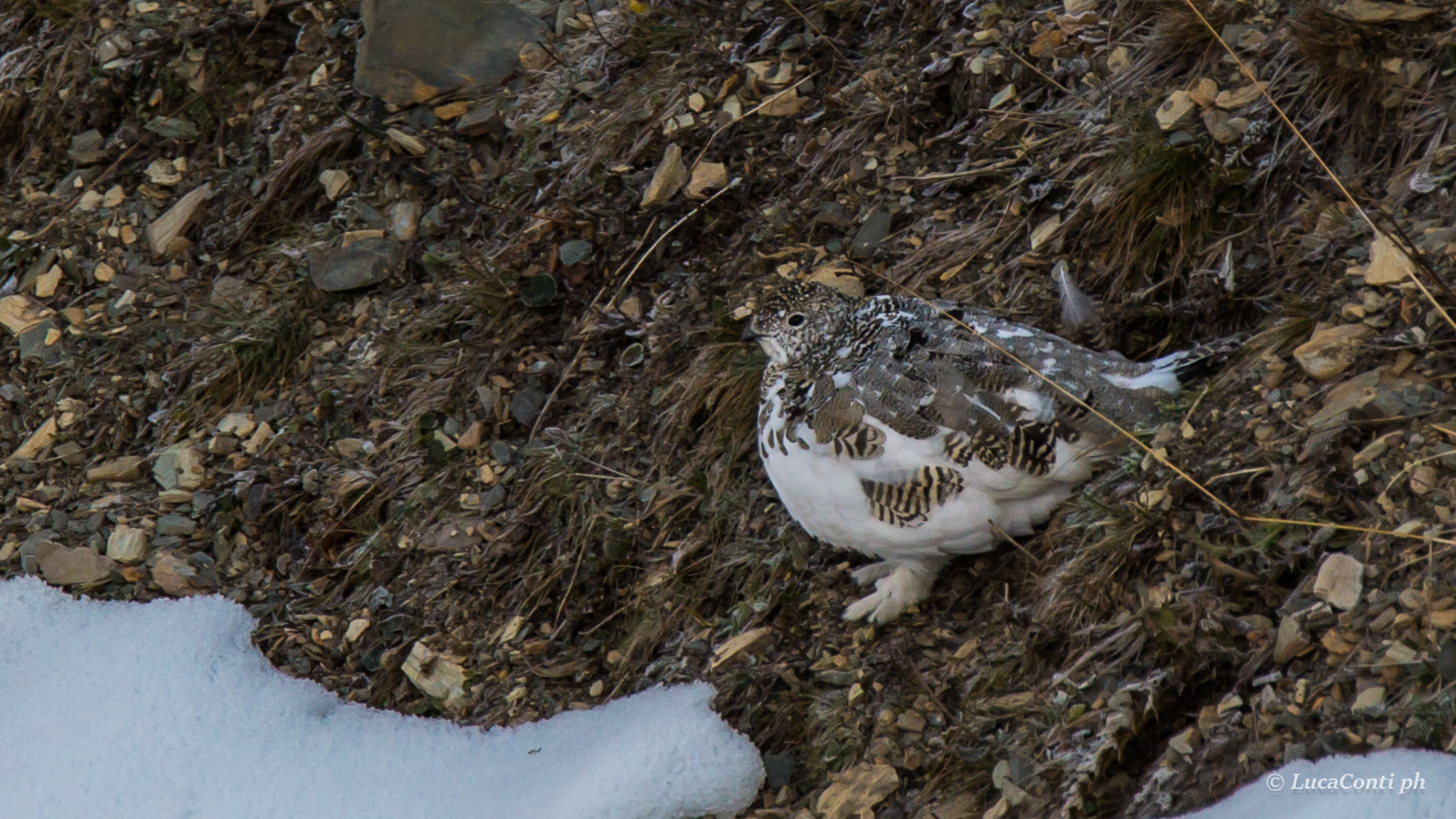 ptarmigan in Valsassina