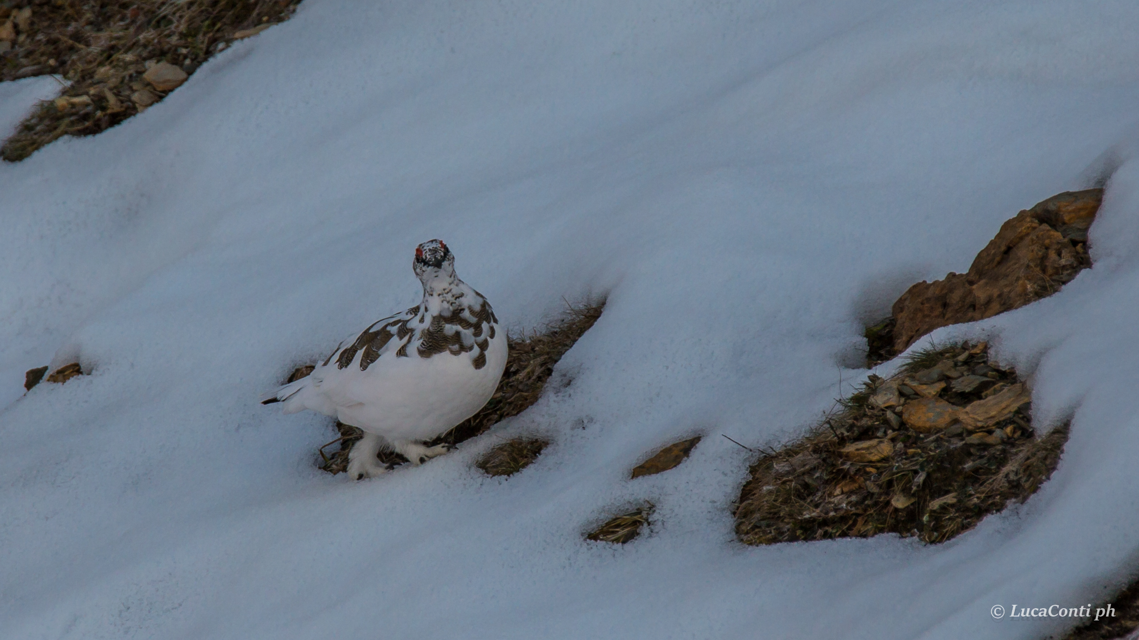 ptarmigan in Valsassina