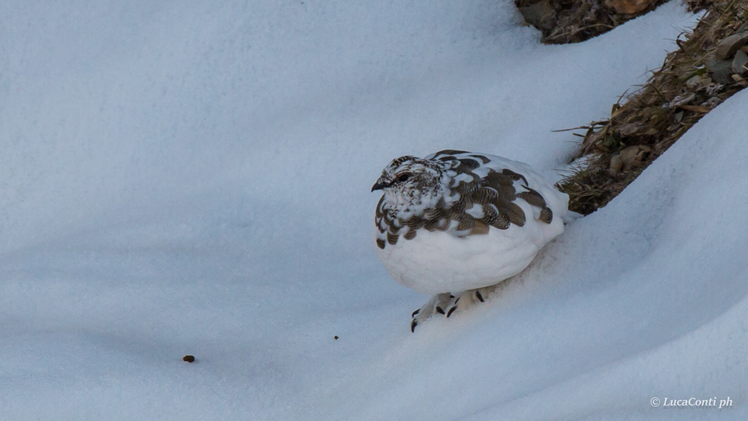 ptarmigan in Valsassina