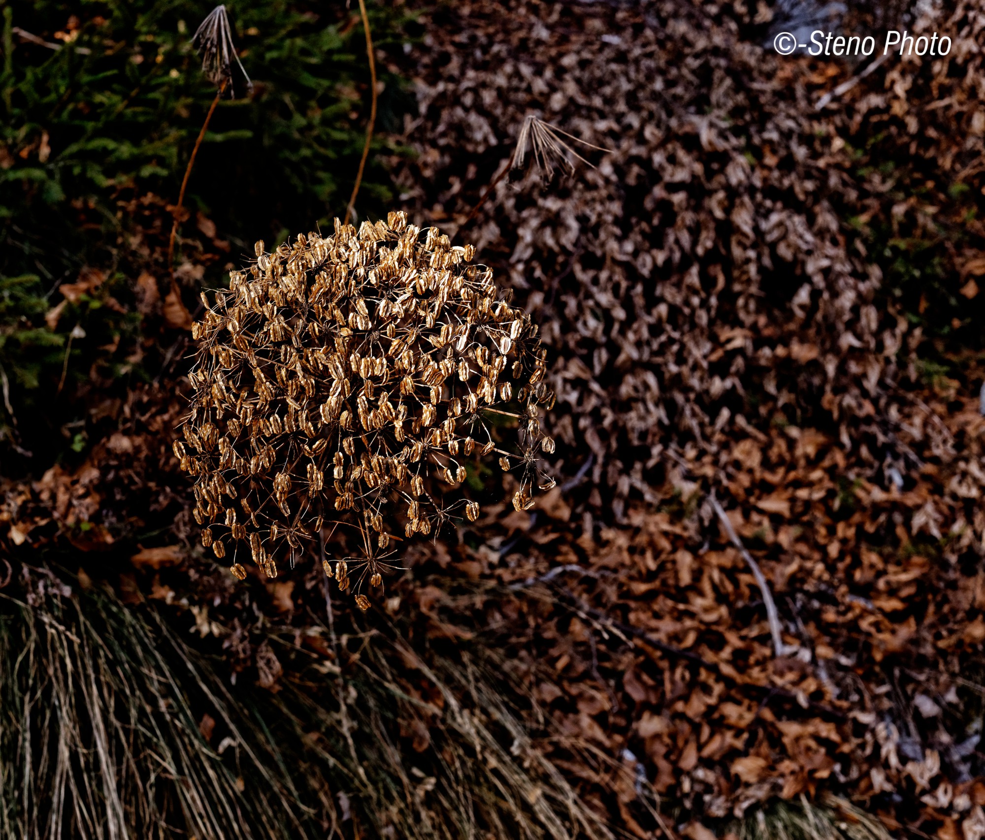 A group of dried leaves