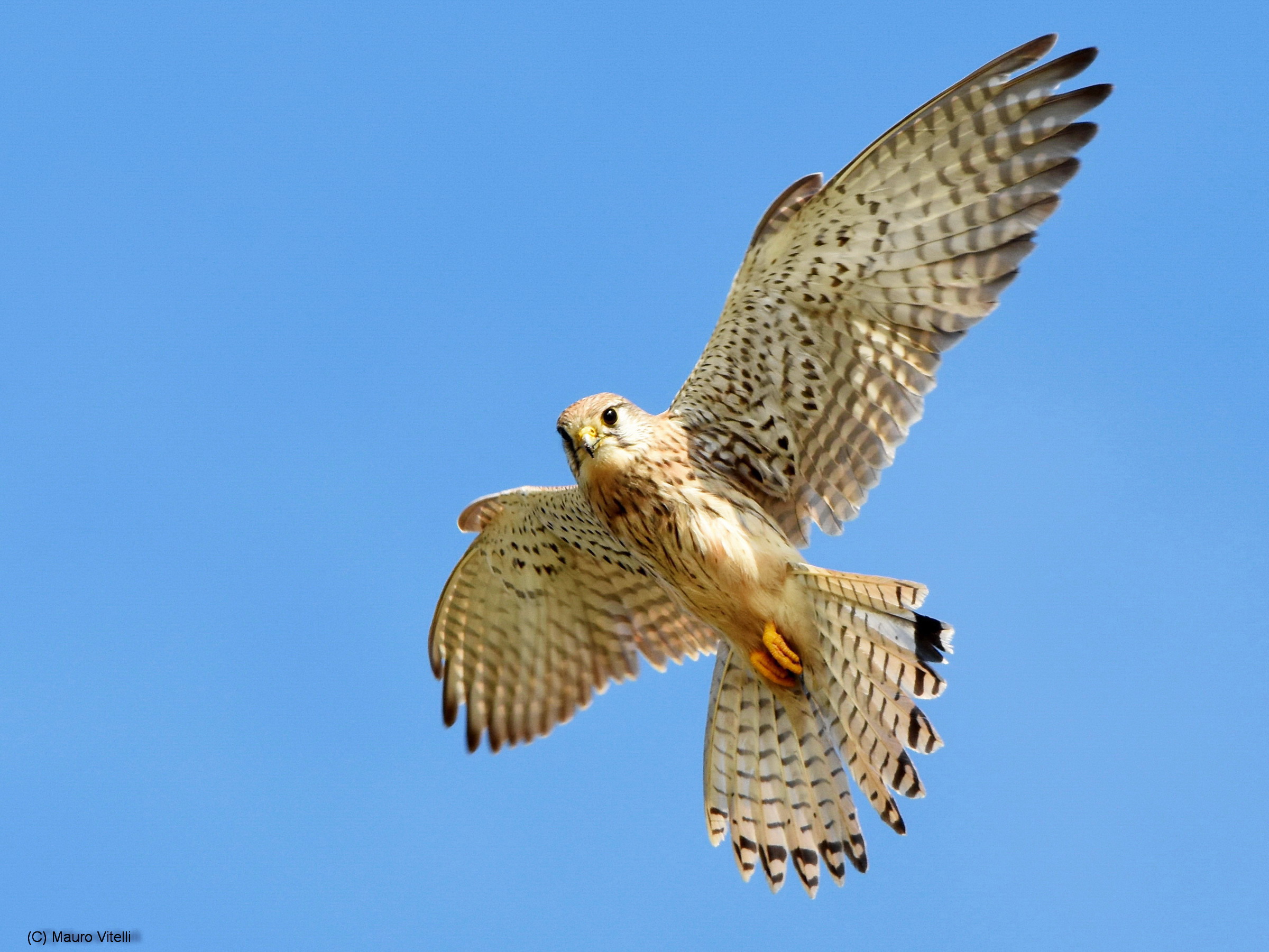 Kestrel