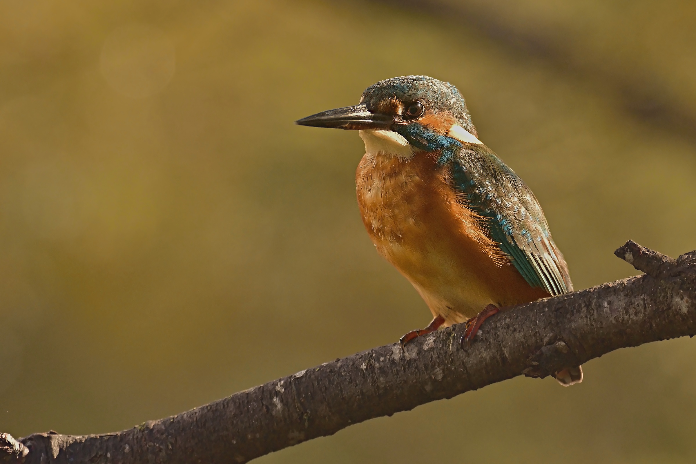 Martin alla luce del tramonto