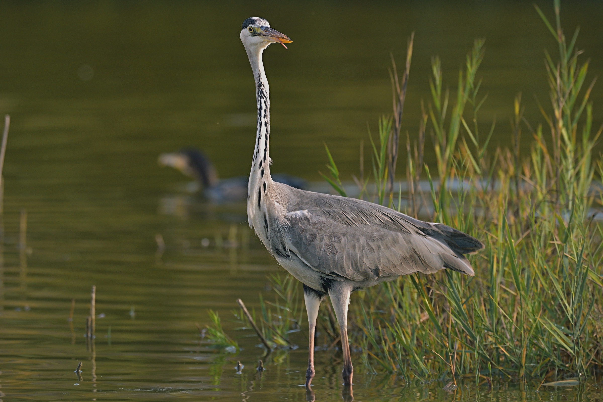 La "linguaccia" del Cenerino