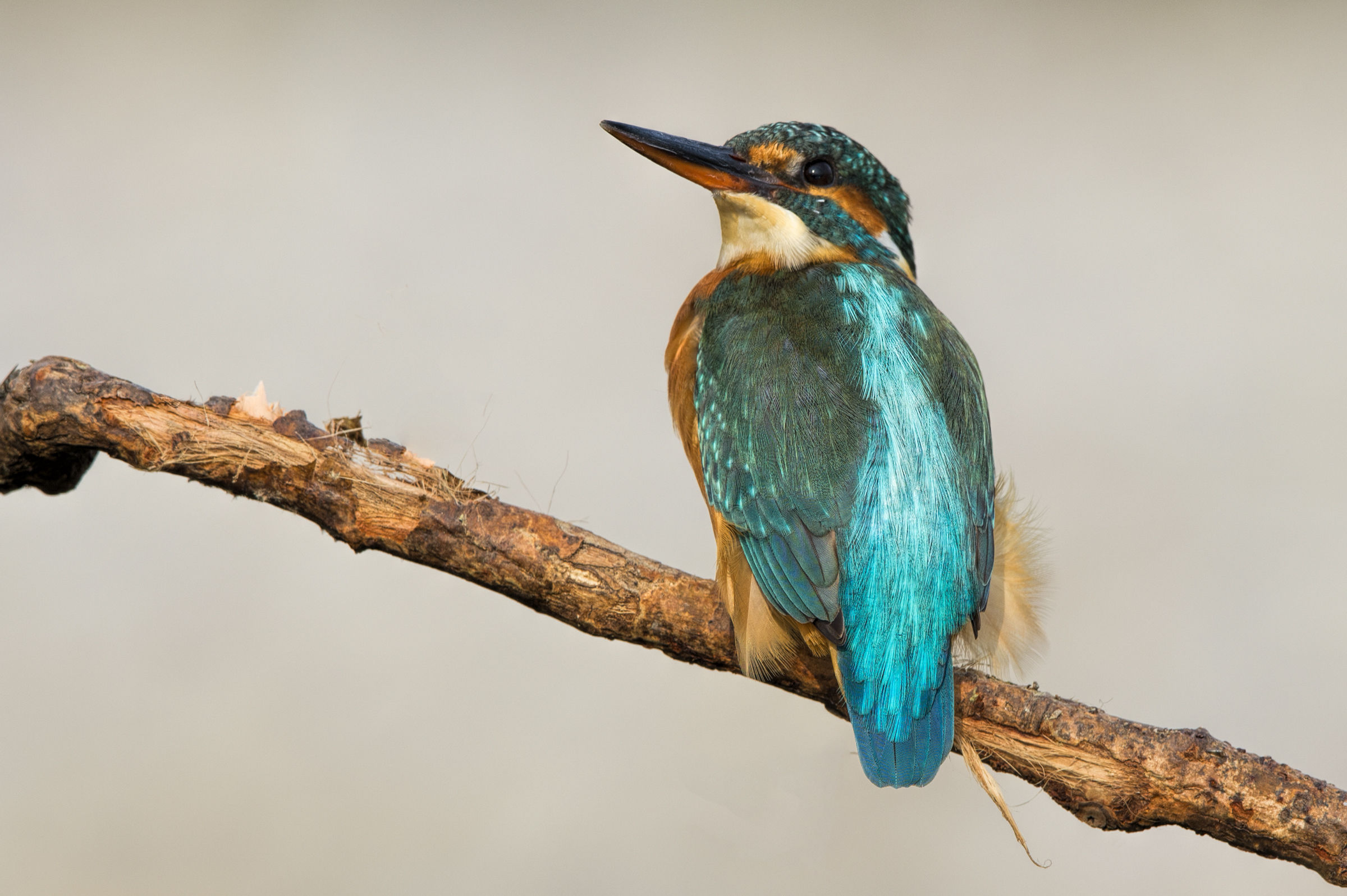 L'ultimo raggio di sole