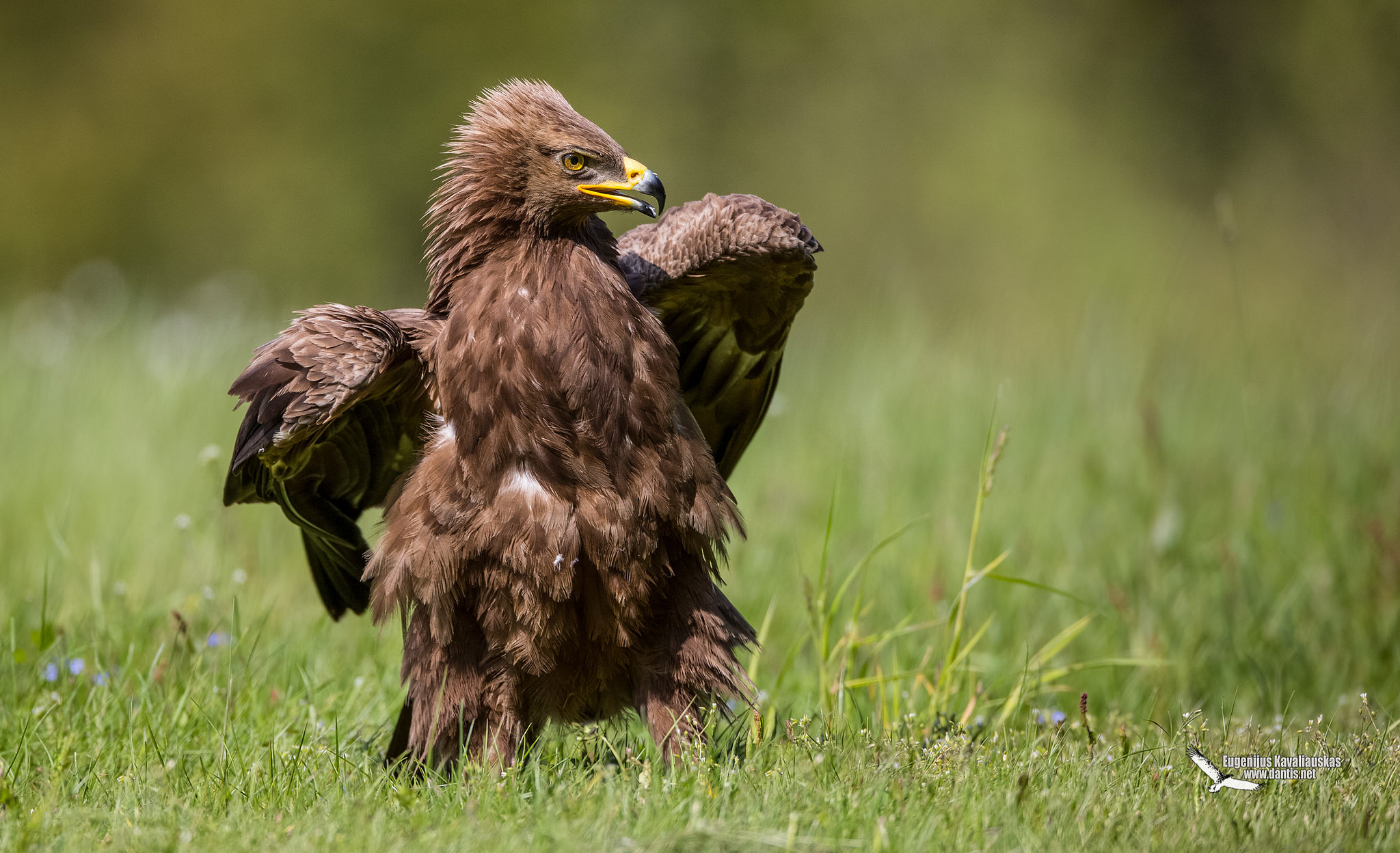 Lesser Spotted Eagle (Aquila pomarina)