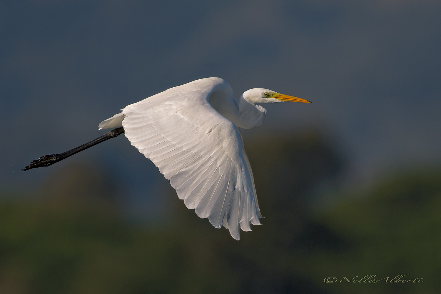 greater counter heron