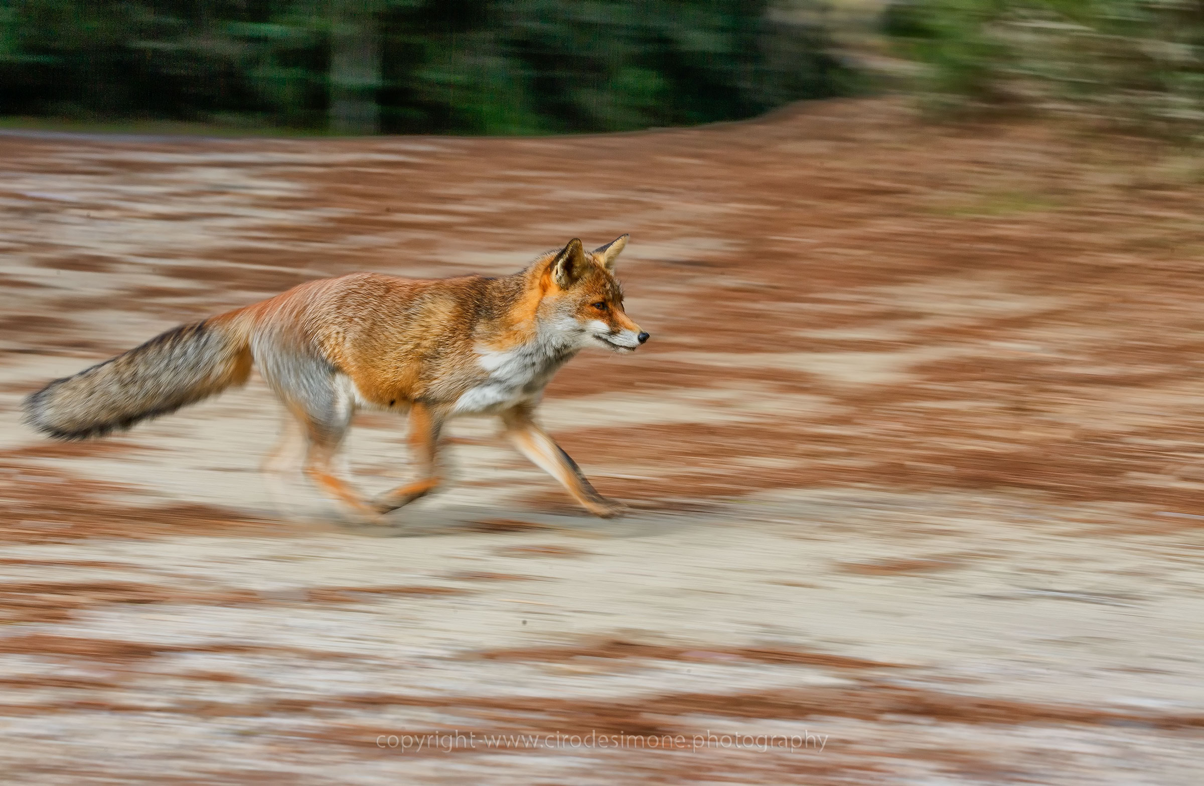 Volpe in panning