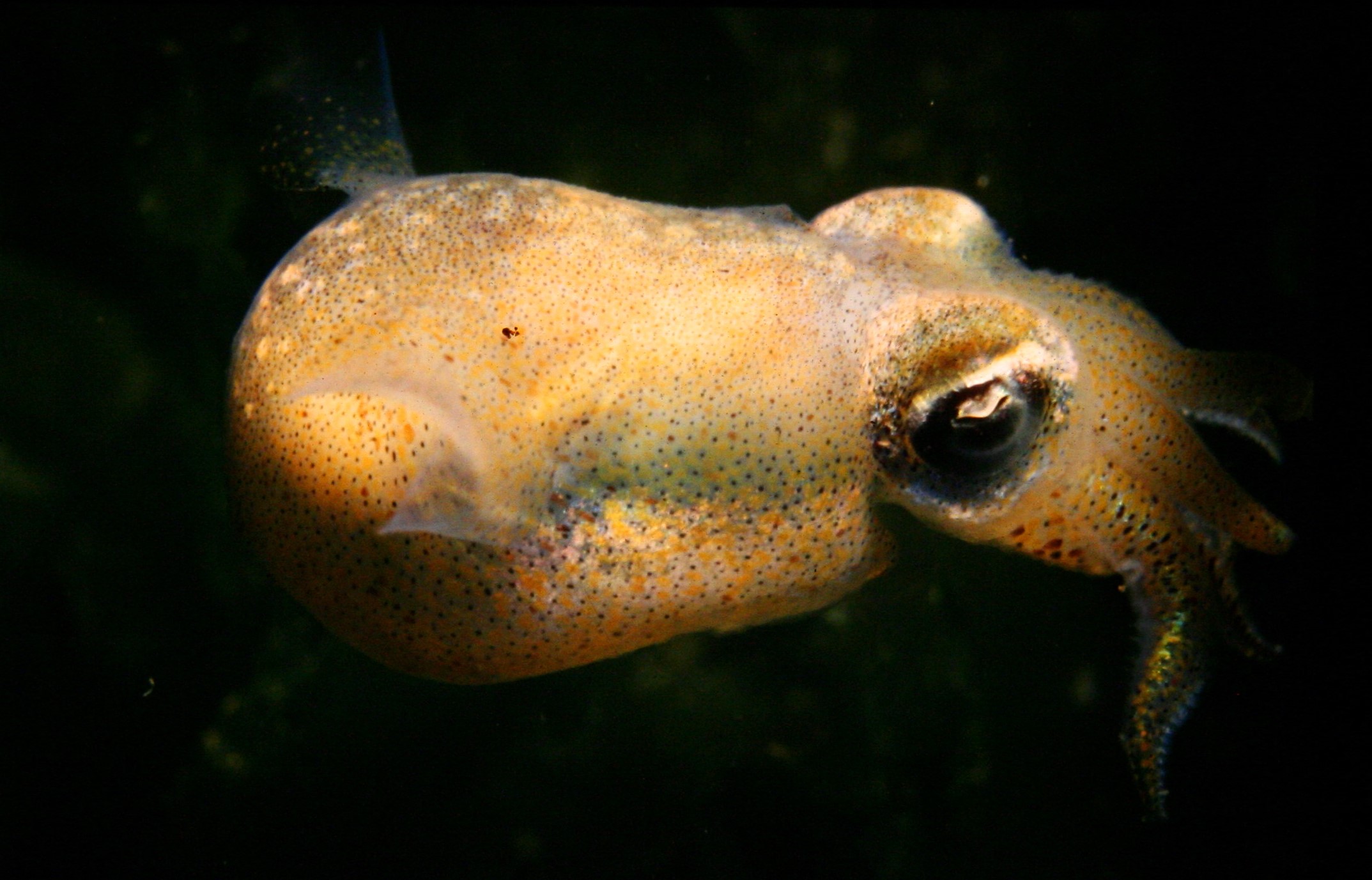 sepiola diapositiva 1983