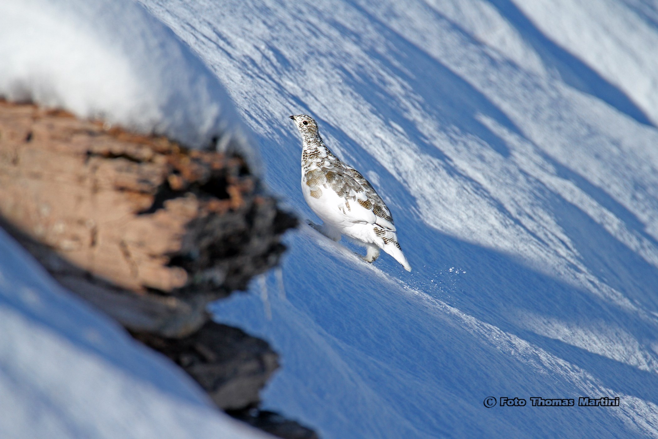 Partridge in wetsuit