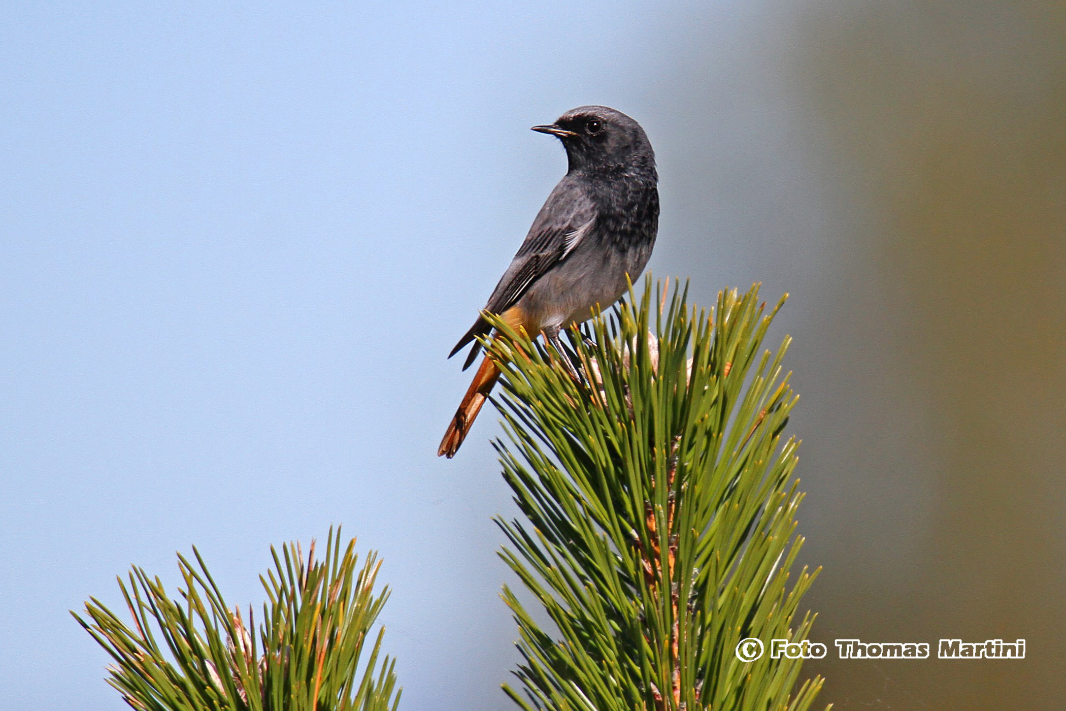 black redstart