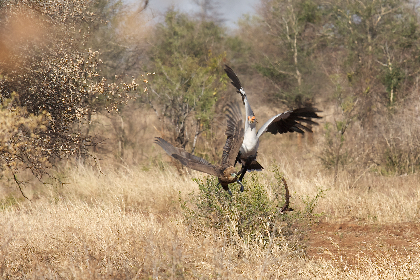 Serpentario attacks eagle to rescue them from a snake