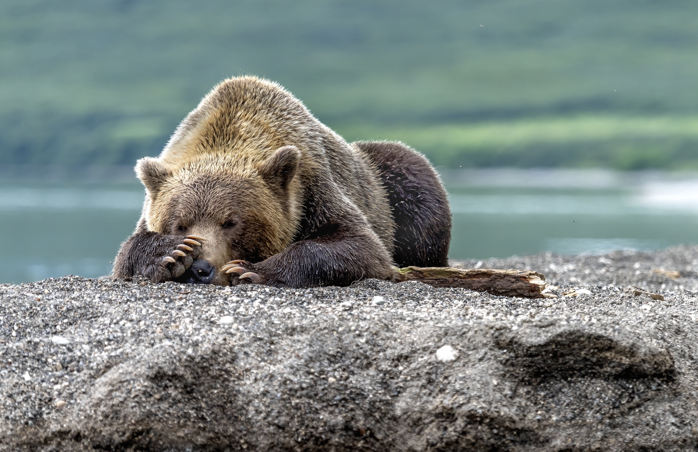 Kamchatka 2016 - Riposo